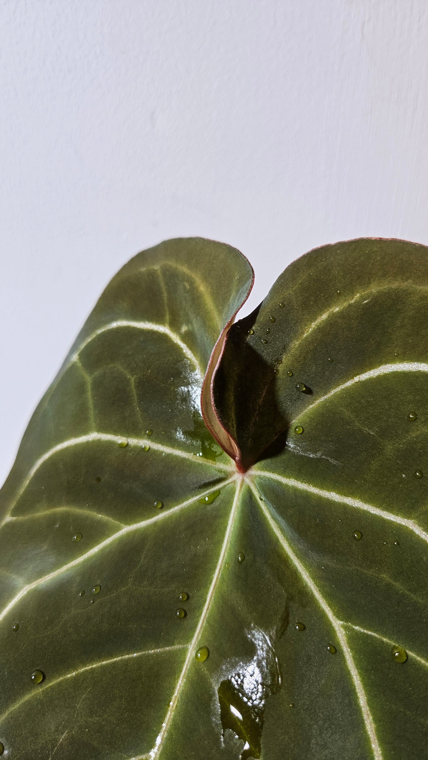 Anthurium Dressleri × Hoffmanii "format LARGE" (ANT-542)