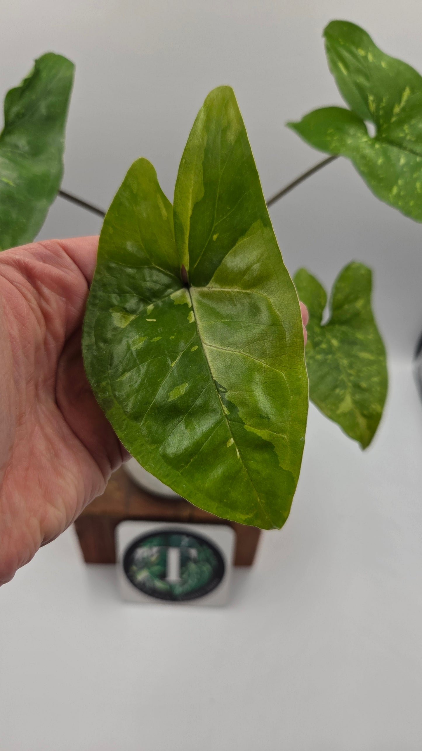 Syngonium Panda/Indo (SYN-502)