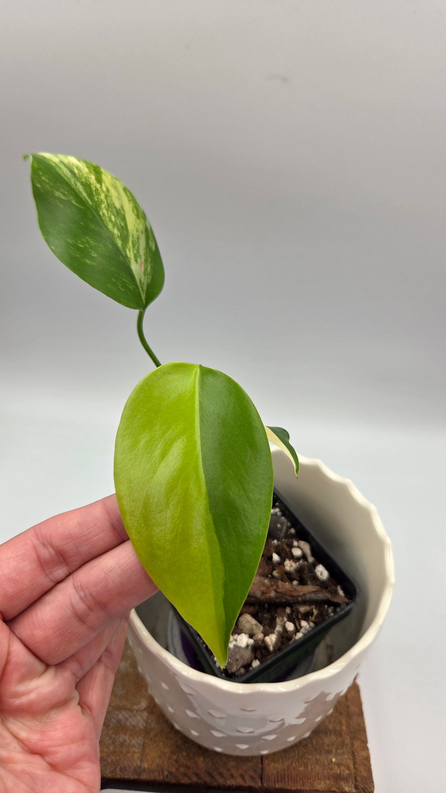 Monstera Aurea (MON-567)