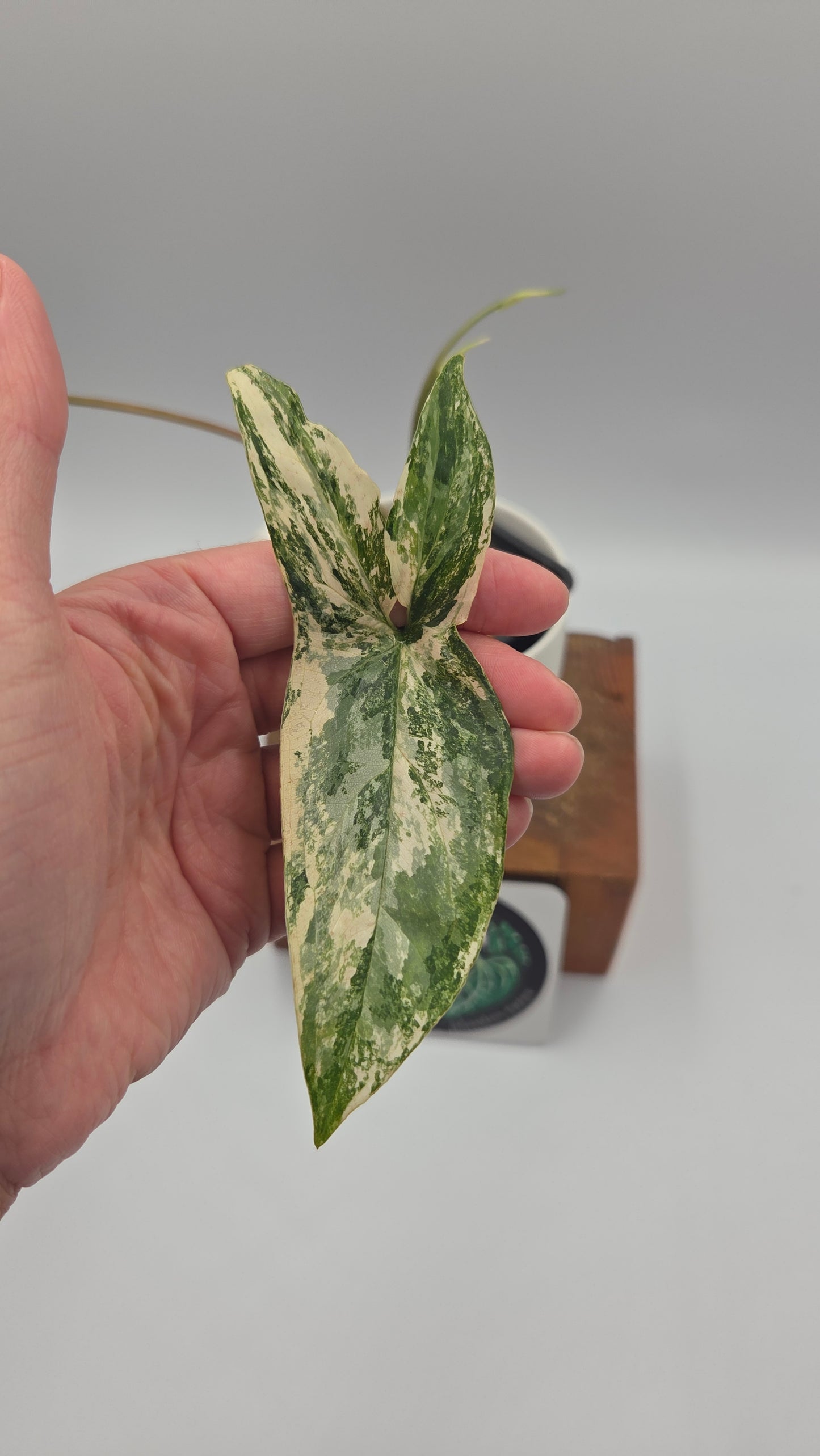 Syngonium Albo (SYN-351)