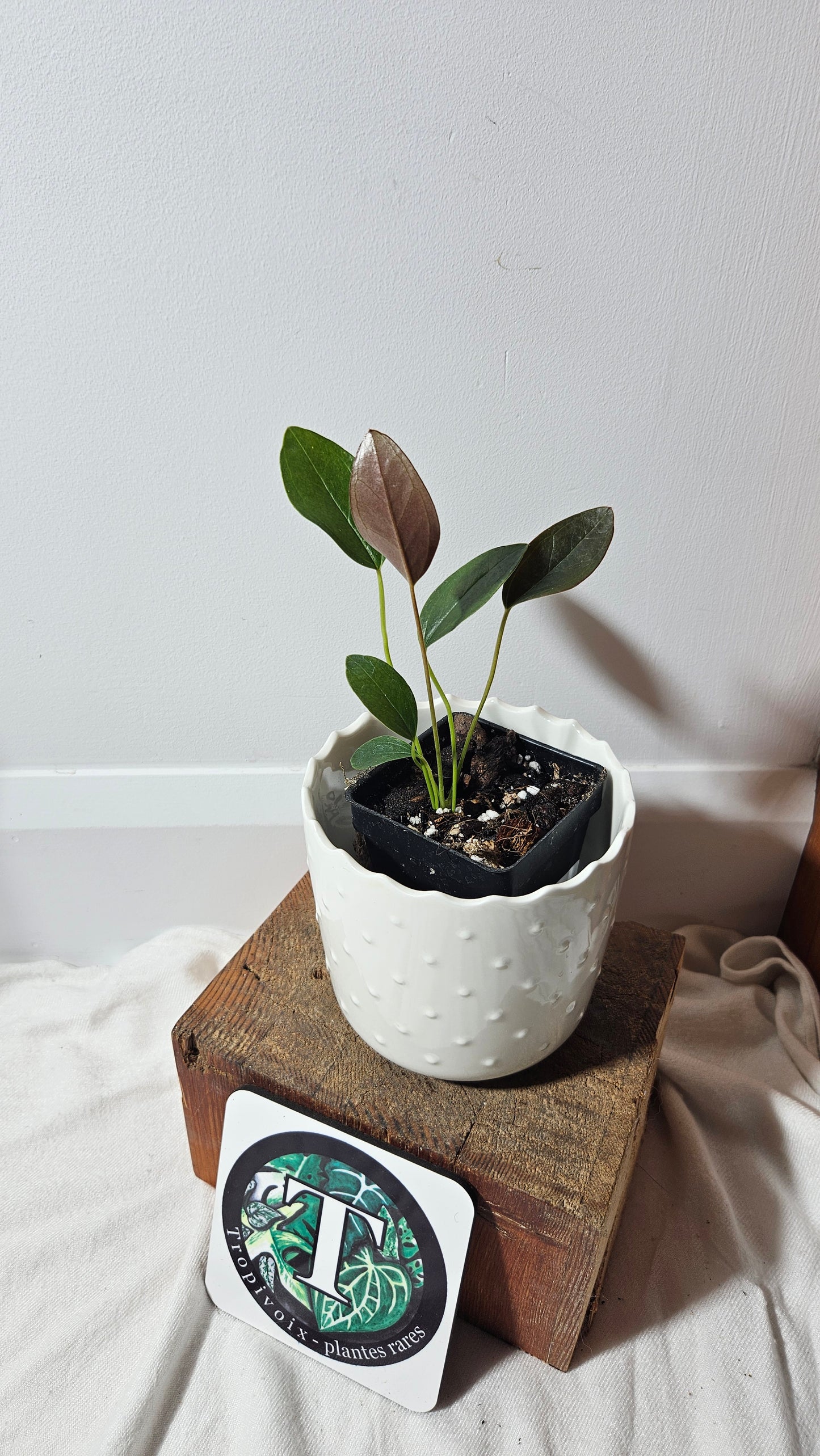 Anthurium Lingua "Format PETIT" (ANT-209)