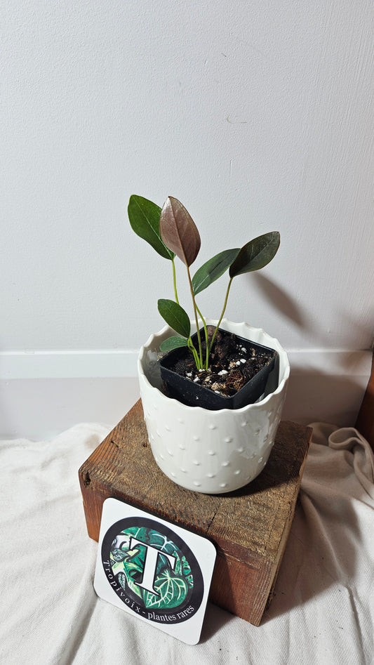 Anthurium Lingua "Format PETIT" (ANT-209)