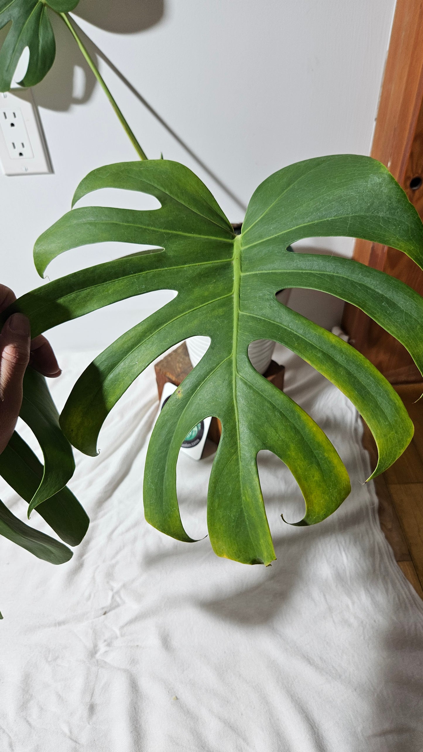 Monstera Brazilian Form (MON-451)