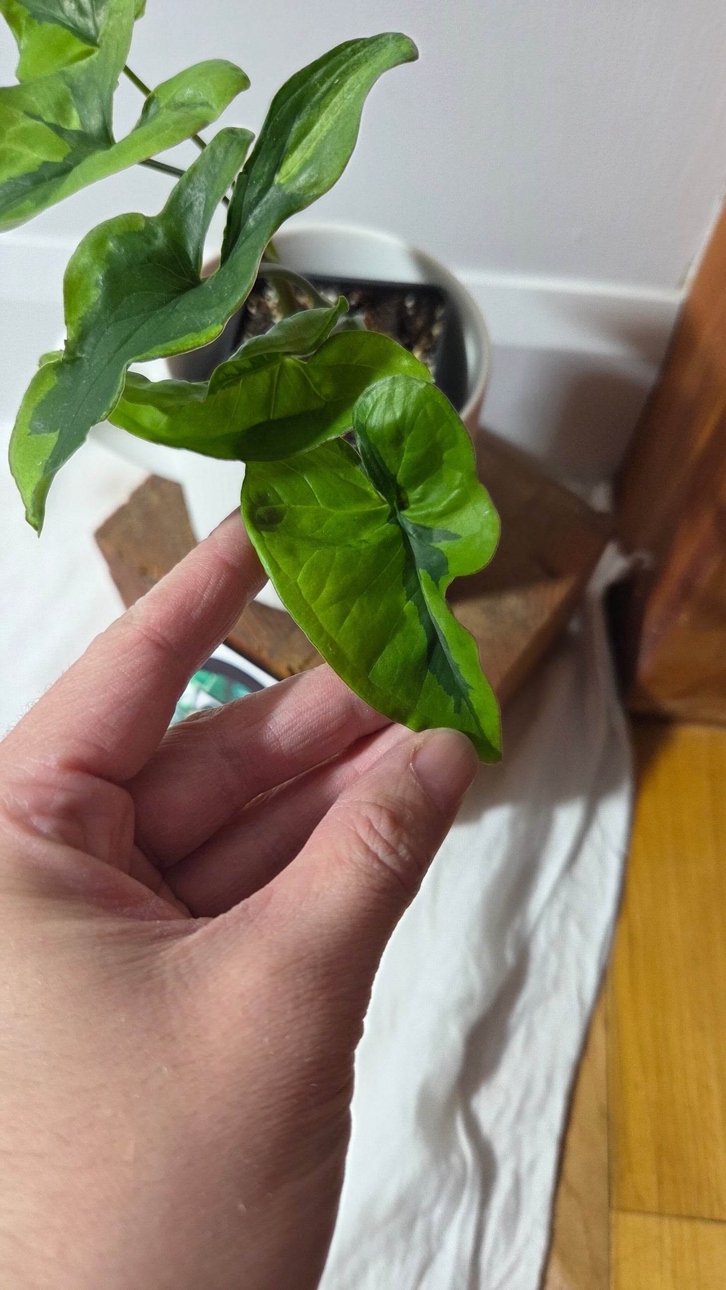 Syngonium Green Beauty (SYN-490)