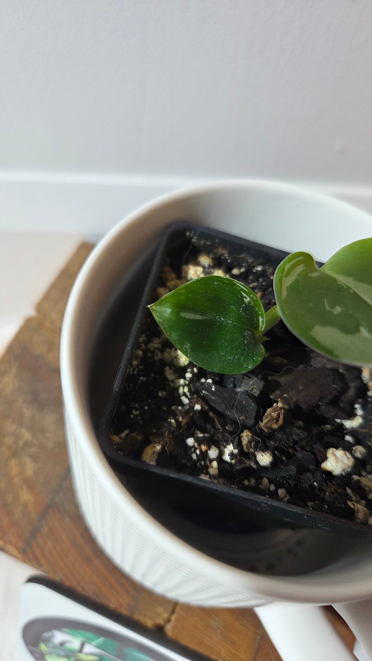 Scindapsus Treubii Moonlight Albo (SCI-1349)