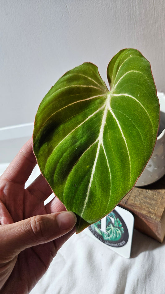 Philodendron Gloriosum Pink (PHI-876)