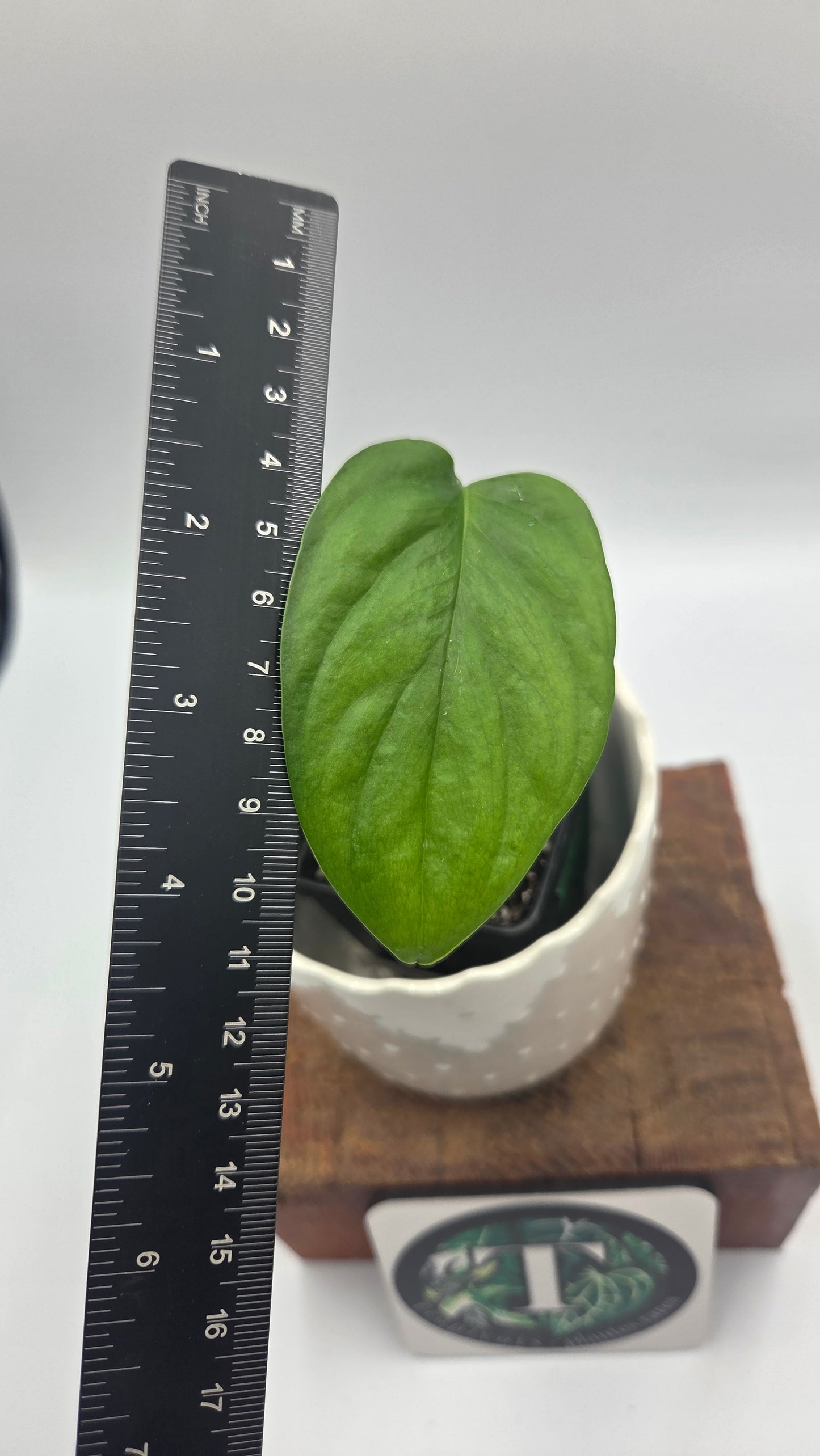 Monstera Obliqua Aff Nueva Loja (MON-276)