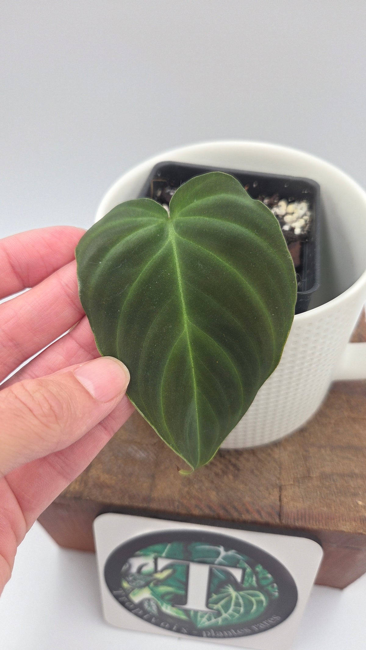 Philodendron Splendide (PHI-1096)