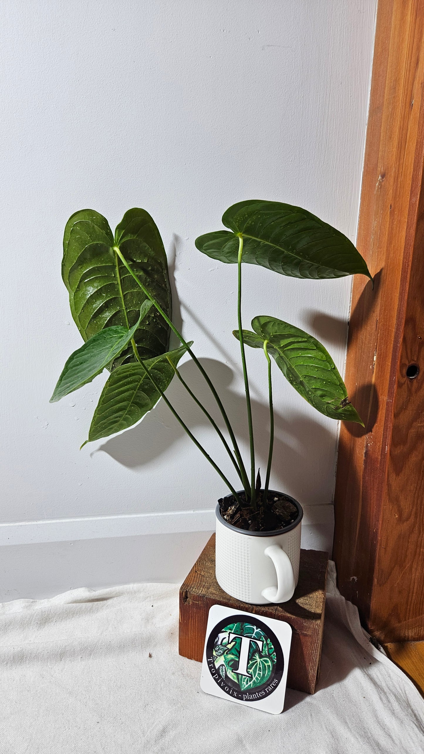 Anthurium Veitchii Narrow "format LARGE" (ANT-643)