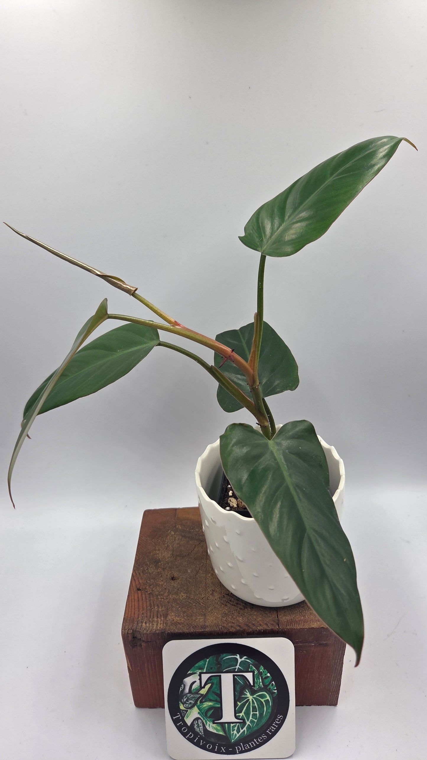 Philodendron Erubescens Chocolate (PHI-1069)