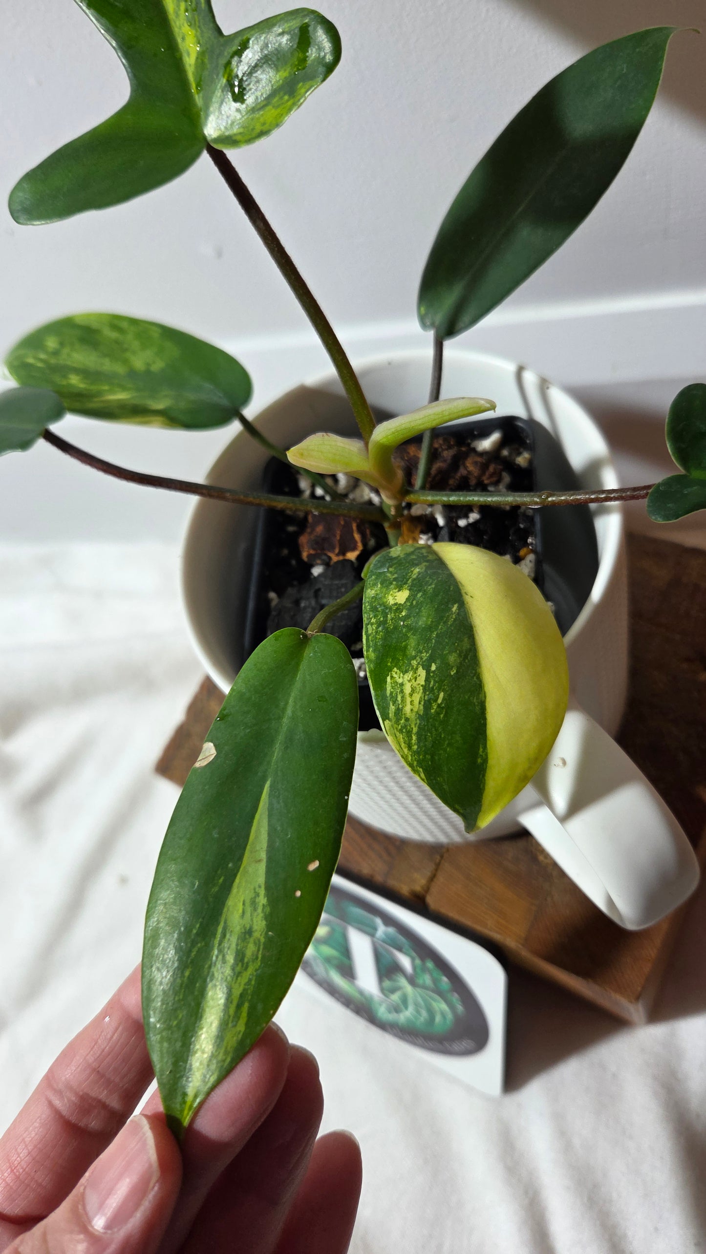 Philodendron Florida Beauty (PHI-1017)
