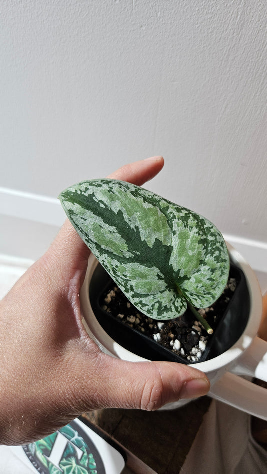 Scindapsus Tricolore silver Platinum (SCI-1120)