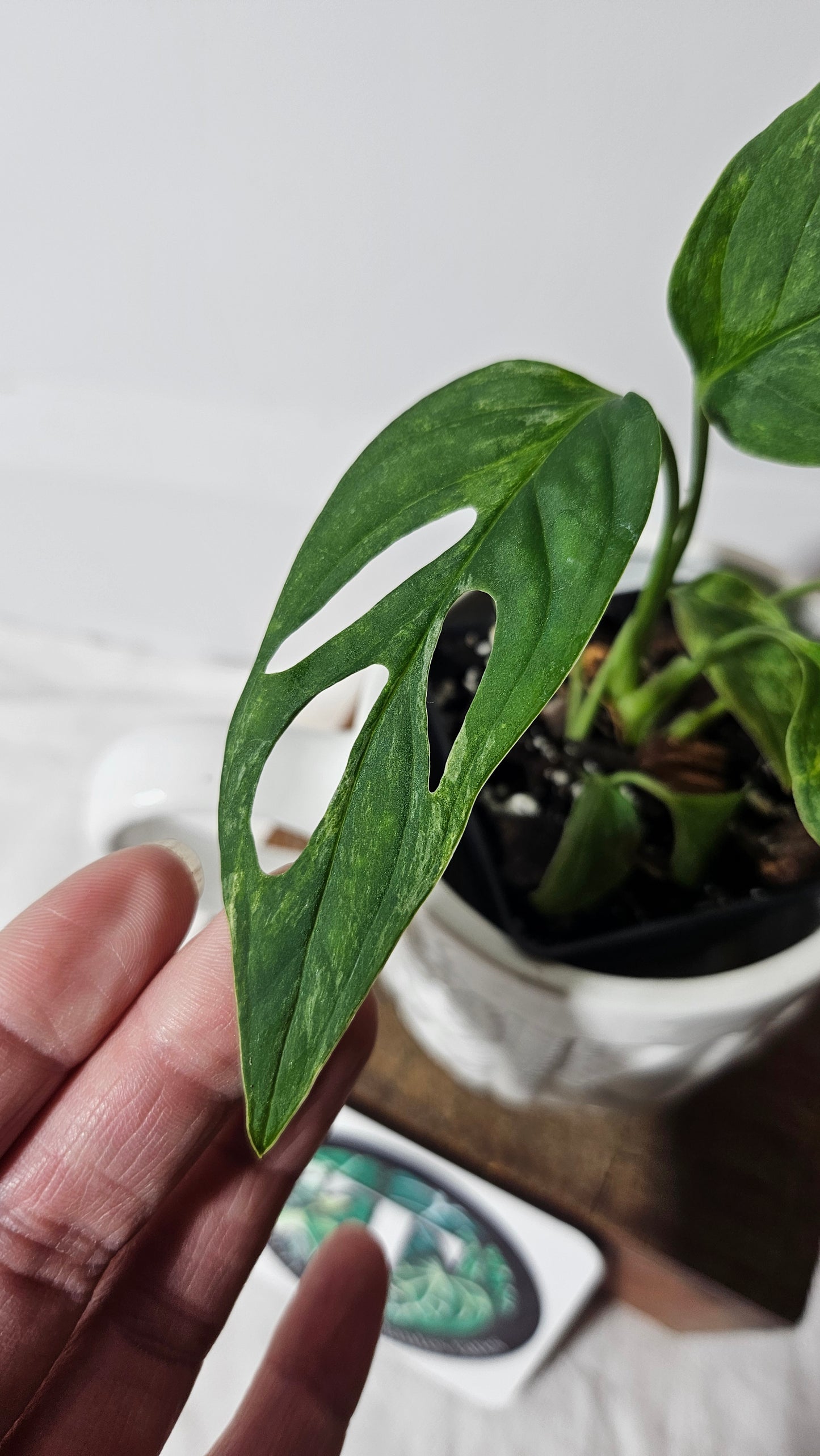 Monstera Andasonii Mint/Indo (MON-329)