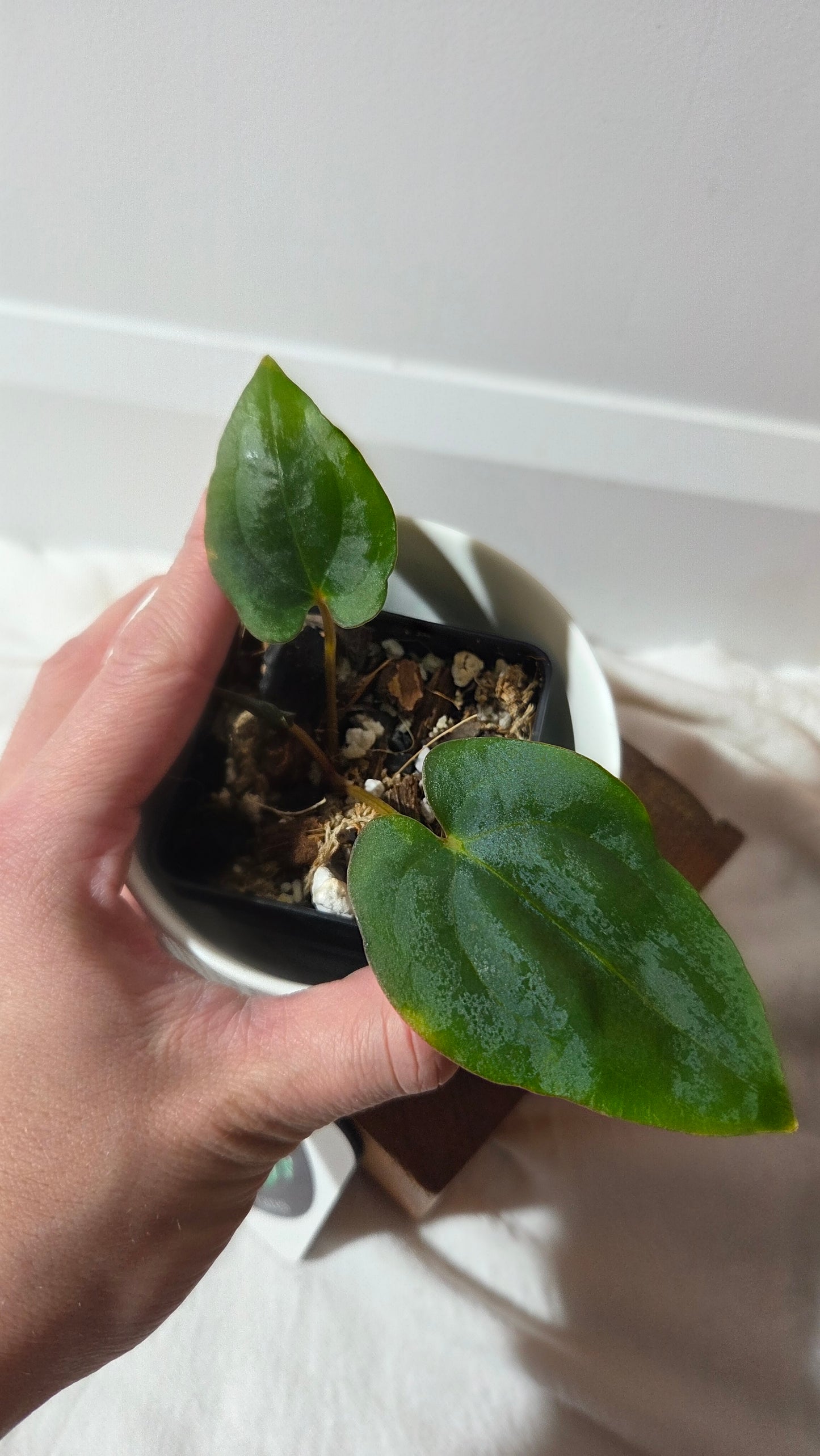 Anthurium Dressleri dark "format PETIT" (ANT-646)