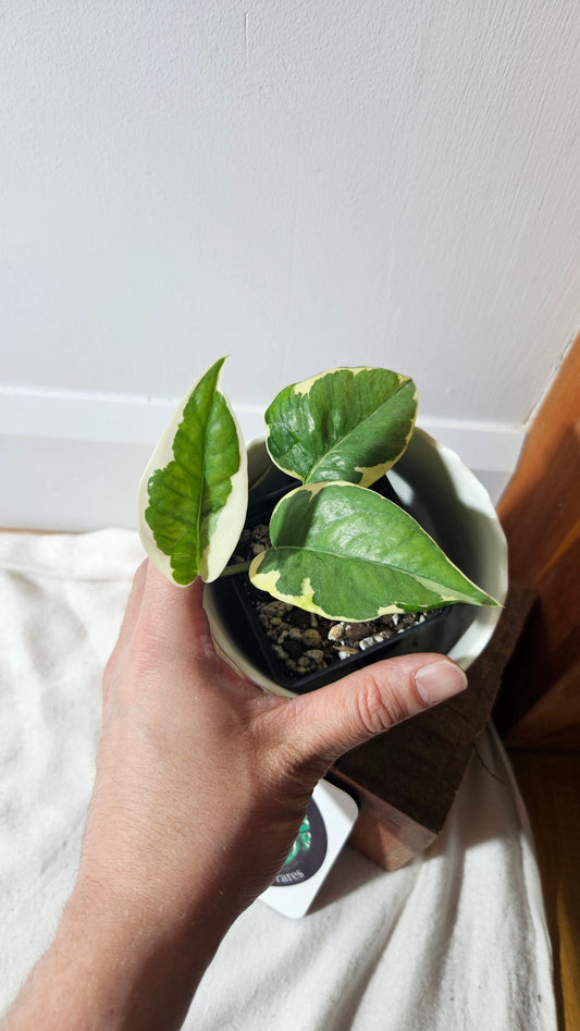 Epipremnum Aureum N'Joy (EPI-207)
