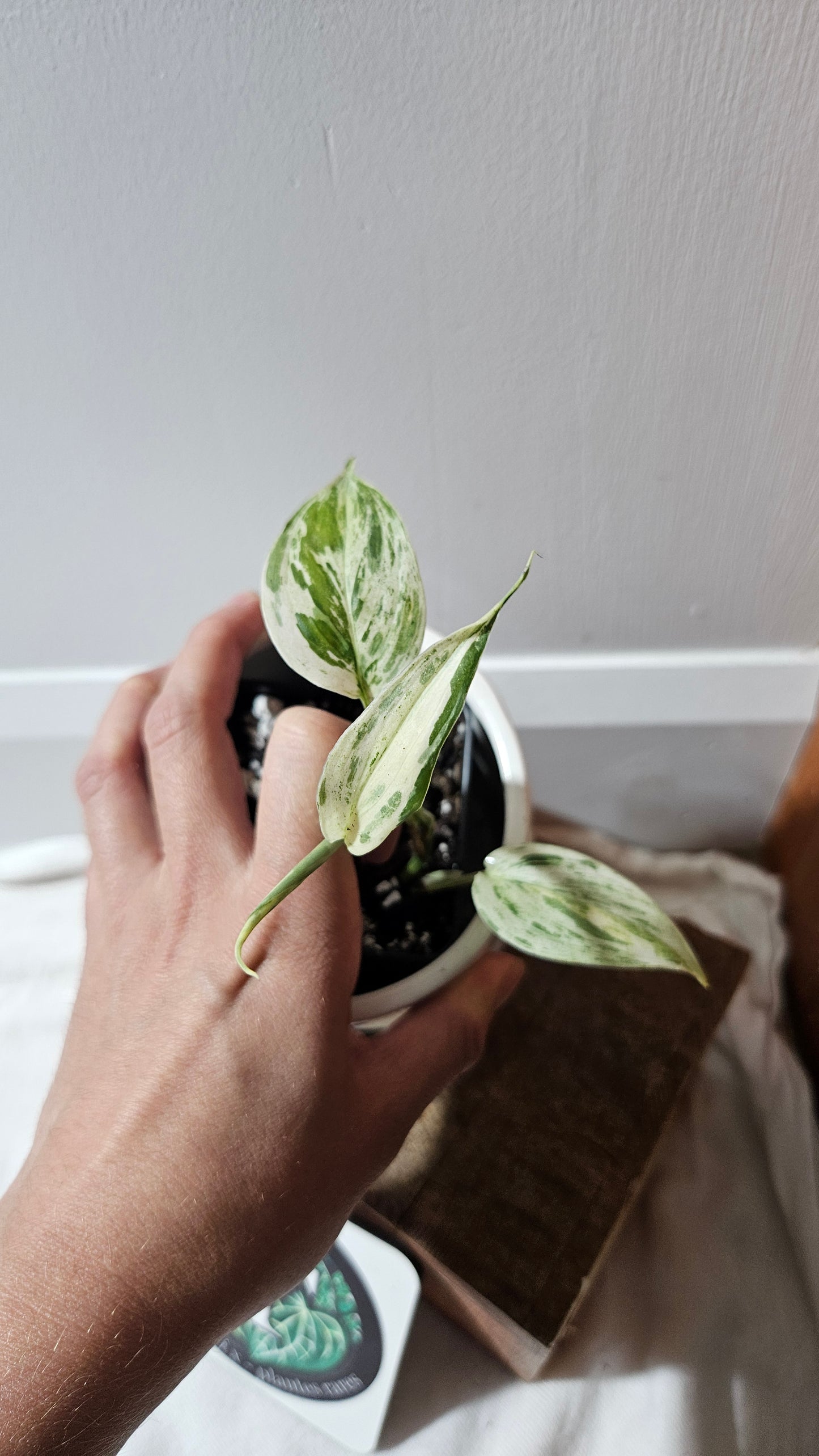 Scindapsus Blue Salaka (SCI-1160)