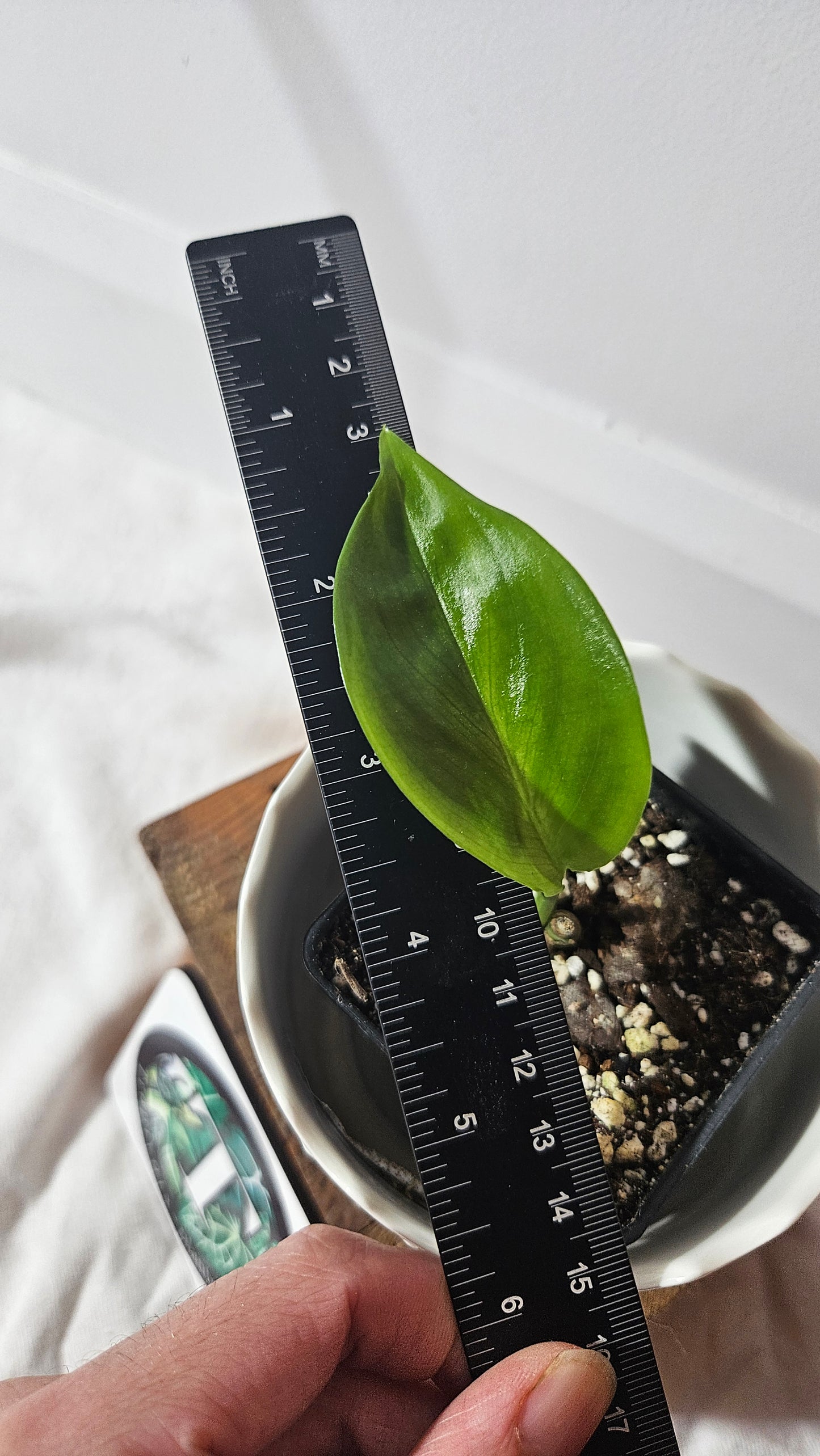 Scindapsus White Monster (SCI-968)