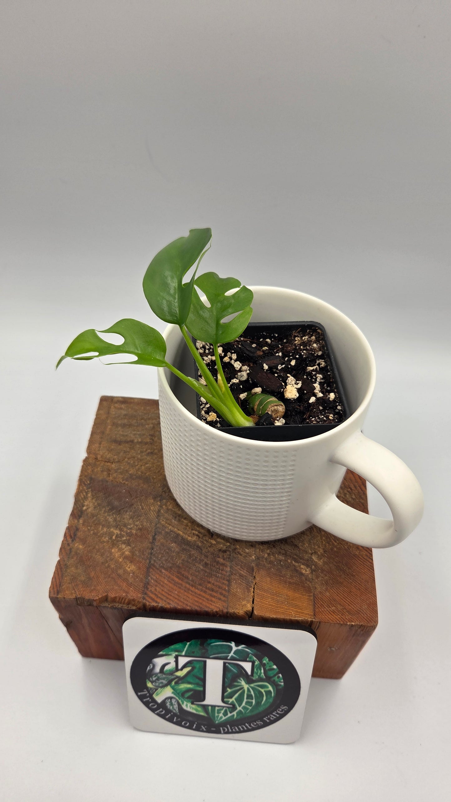 Rhaphidophora Tetrasperma Variegata REVERT (AUT-096)