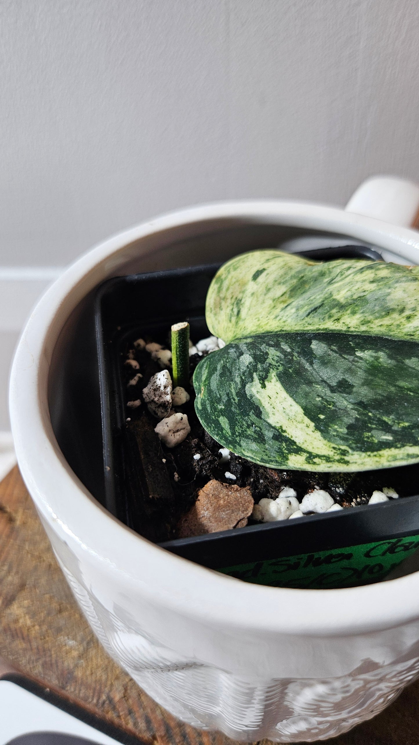 Scindapsus Silver Cloud mutation (SCI-1089)