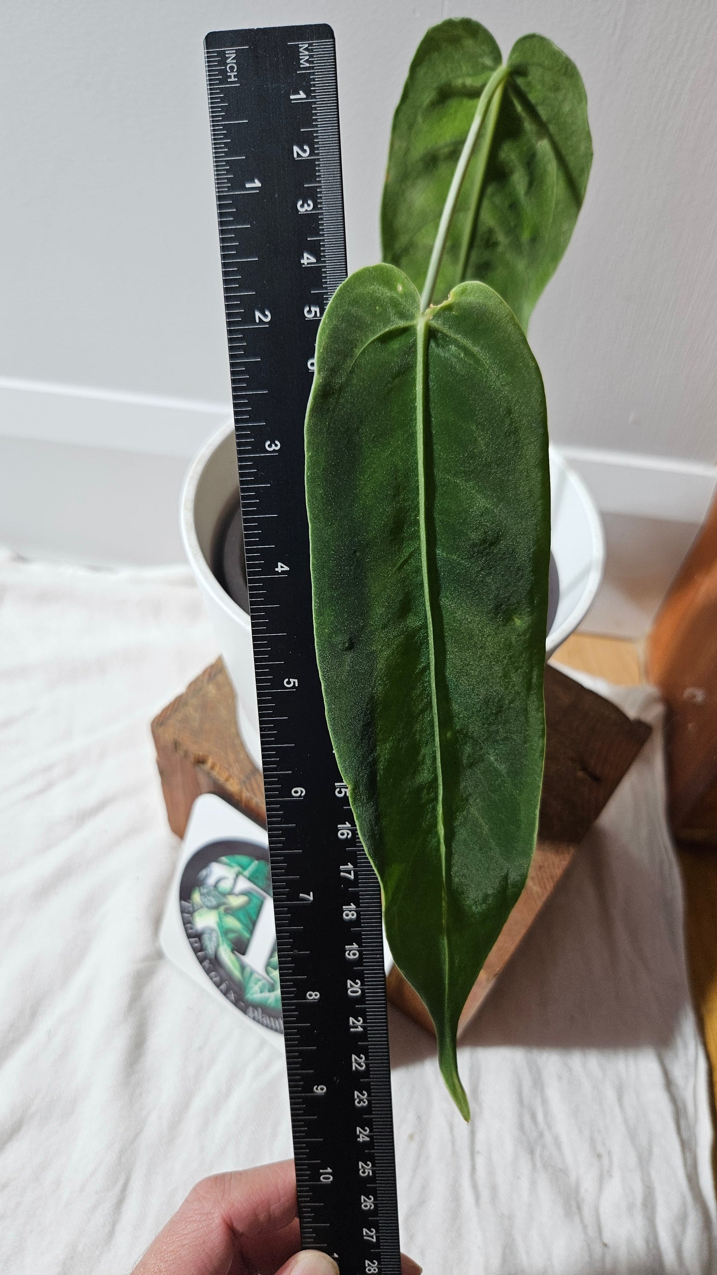 Anthurium Cirinoi X Warocqueanum "format MOYEN" (ANT-625)