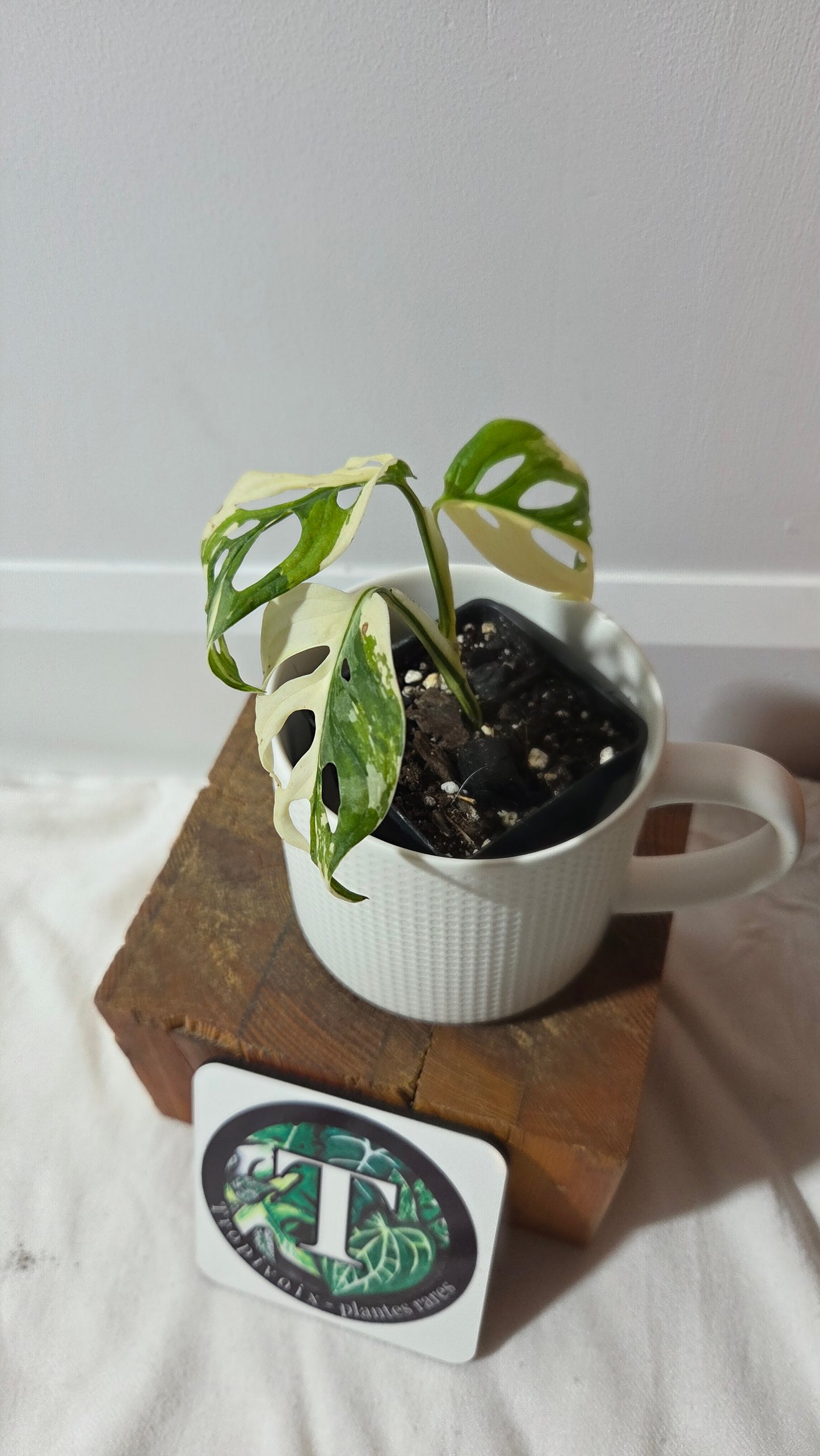 Monstera Andasonii Tricolore (MON-488)