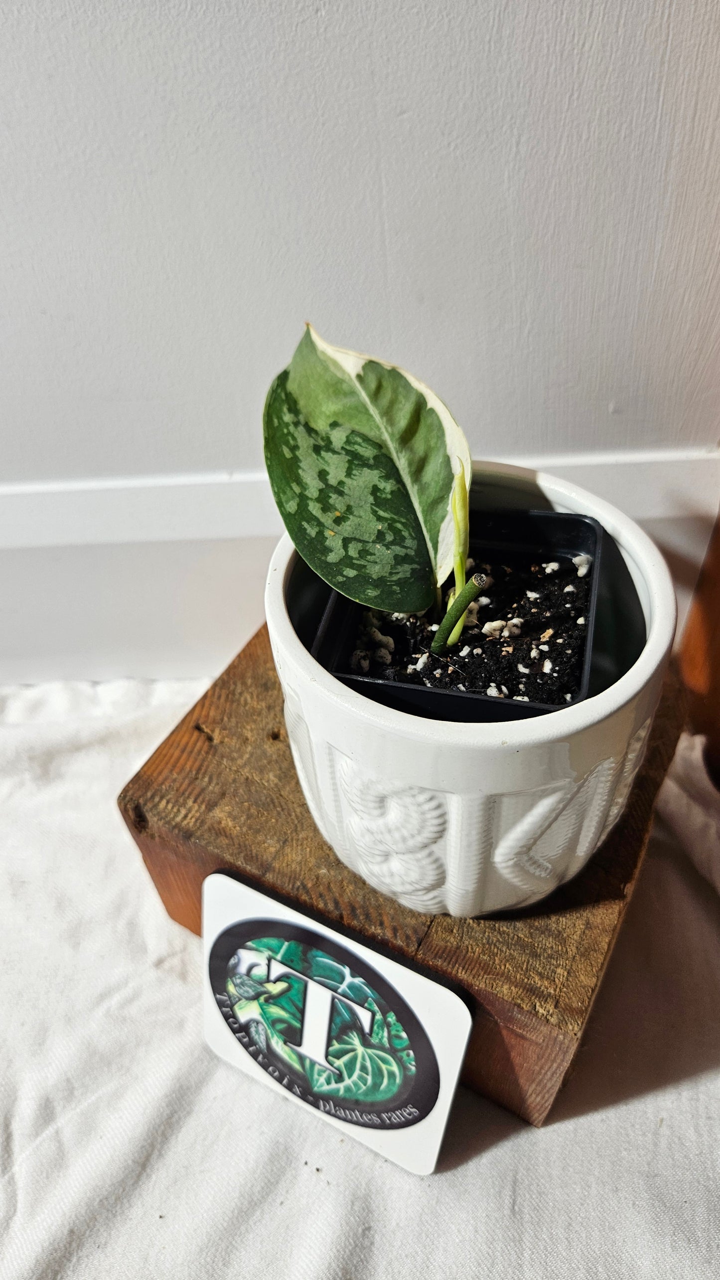 Scindapsus Simbara Mutation (SCI-1312)