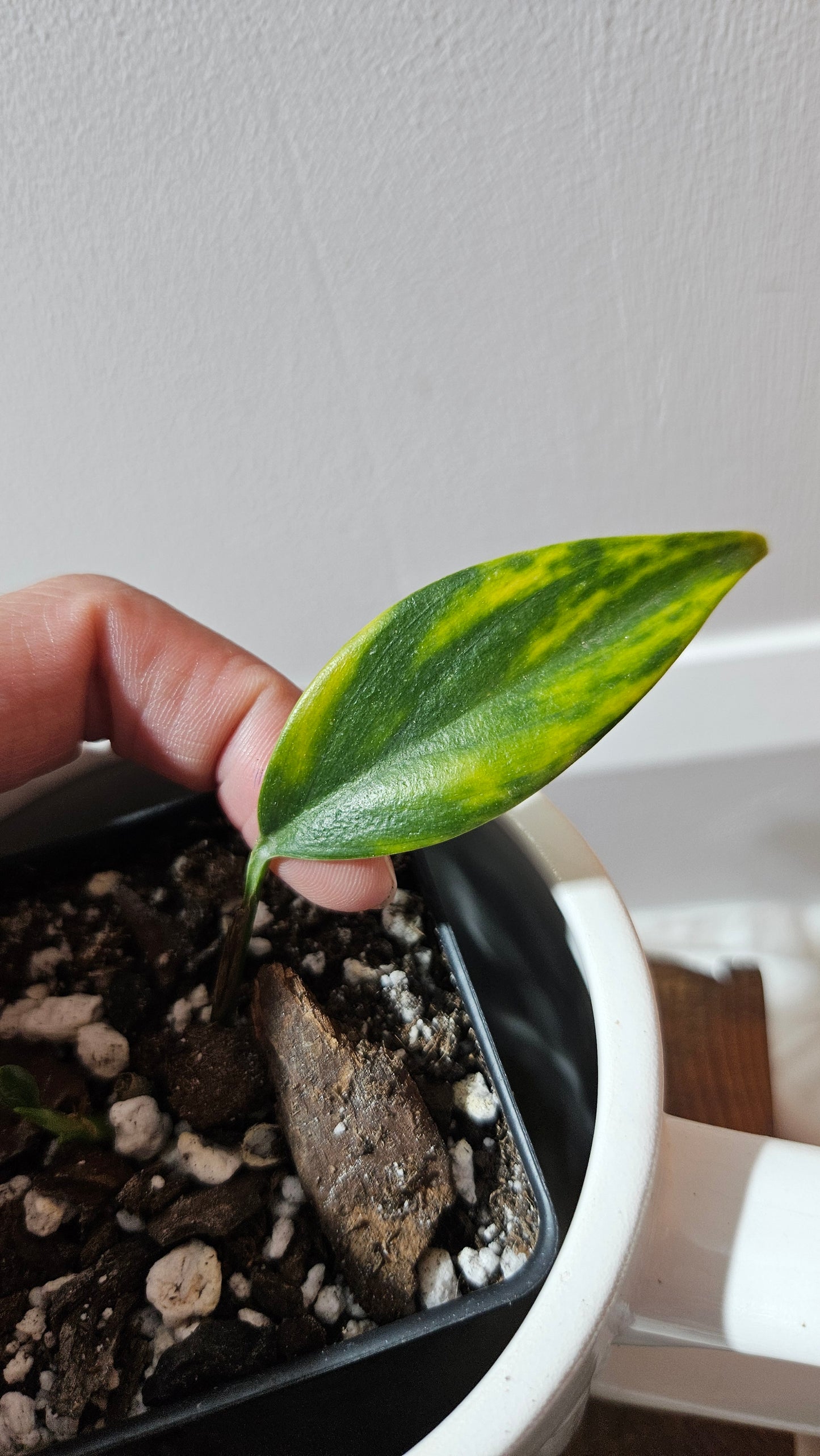 Scindapsus Coriaceus Aurea (SCI-1205)