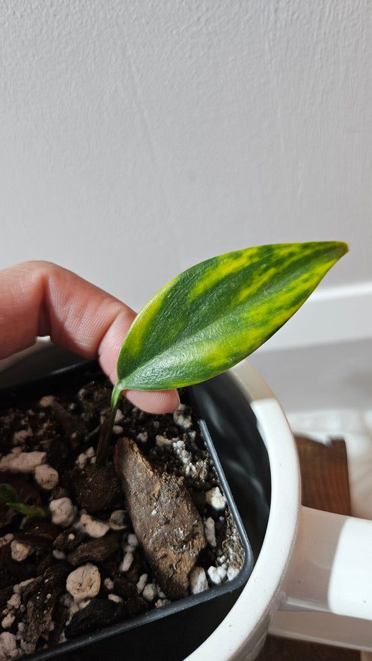 Scindapsus Coriaceus Aurea (SCI-1205)