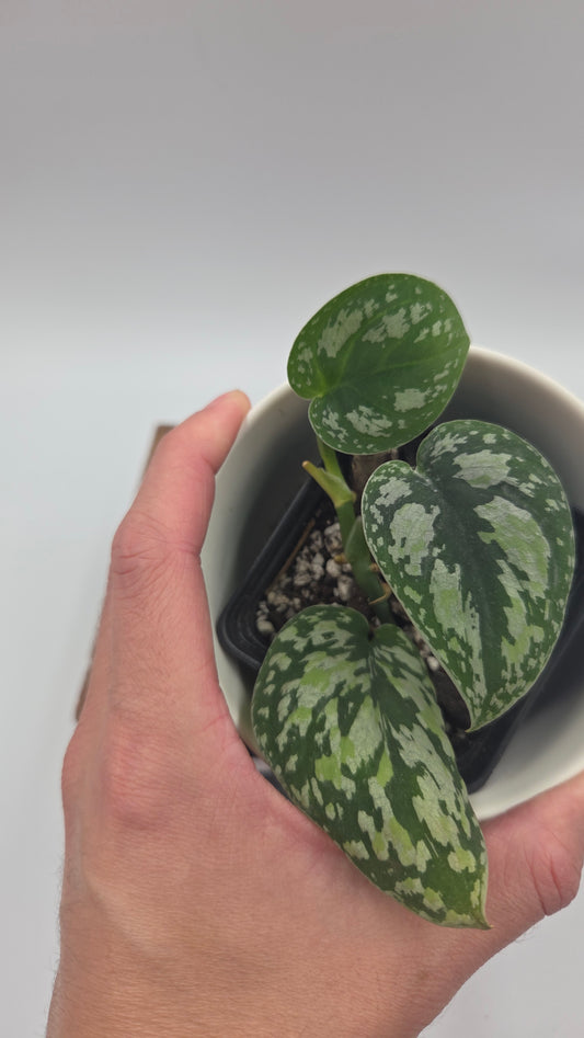 Scindapsus Tricolor Dark Form (SCI-1484)