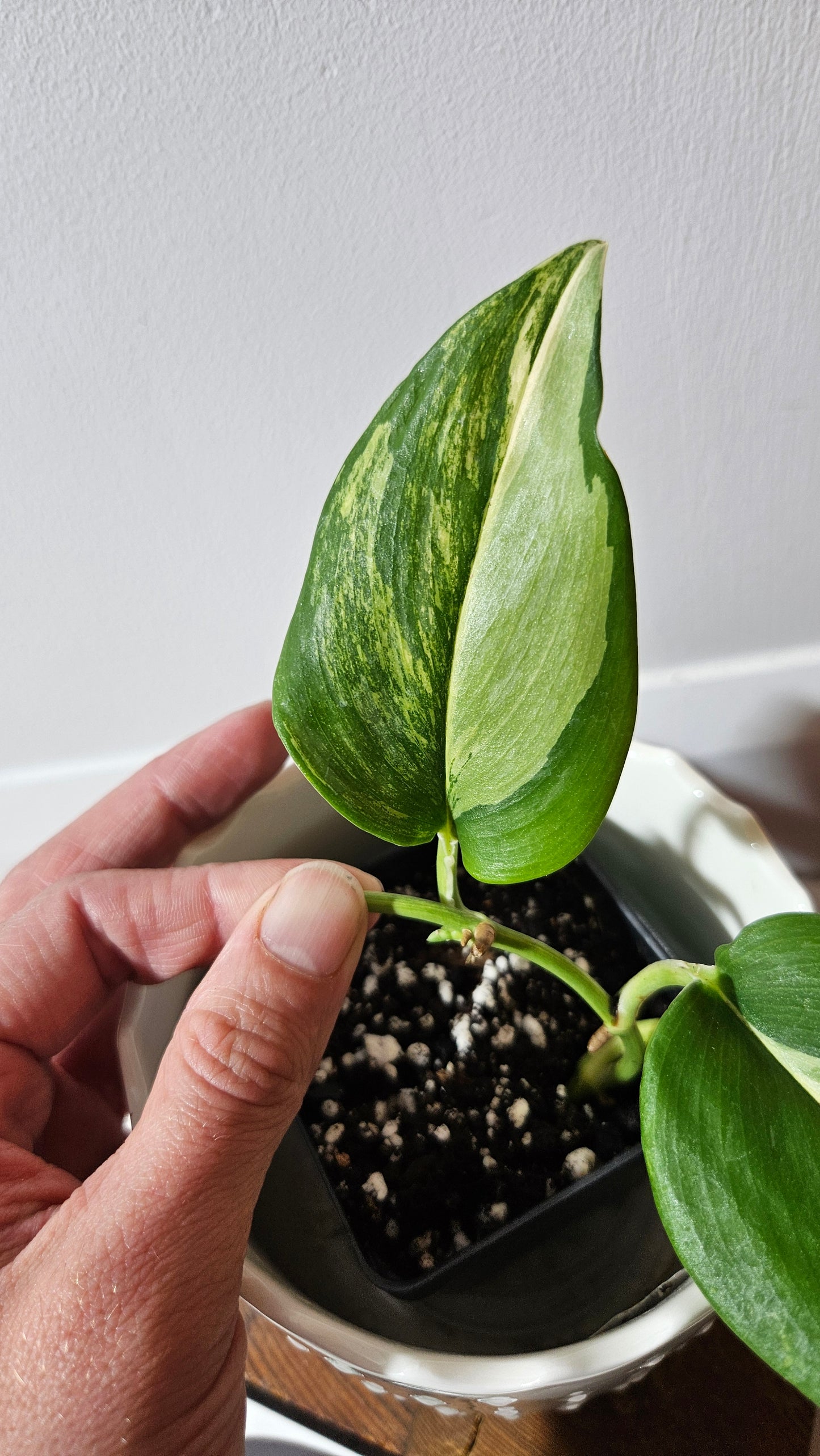 Scindapsus Rubicon (SCI-989)