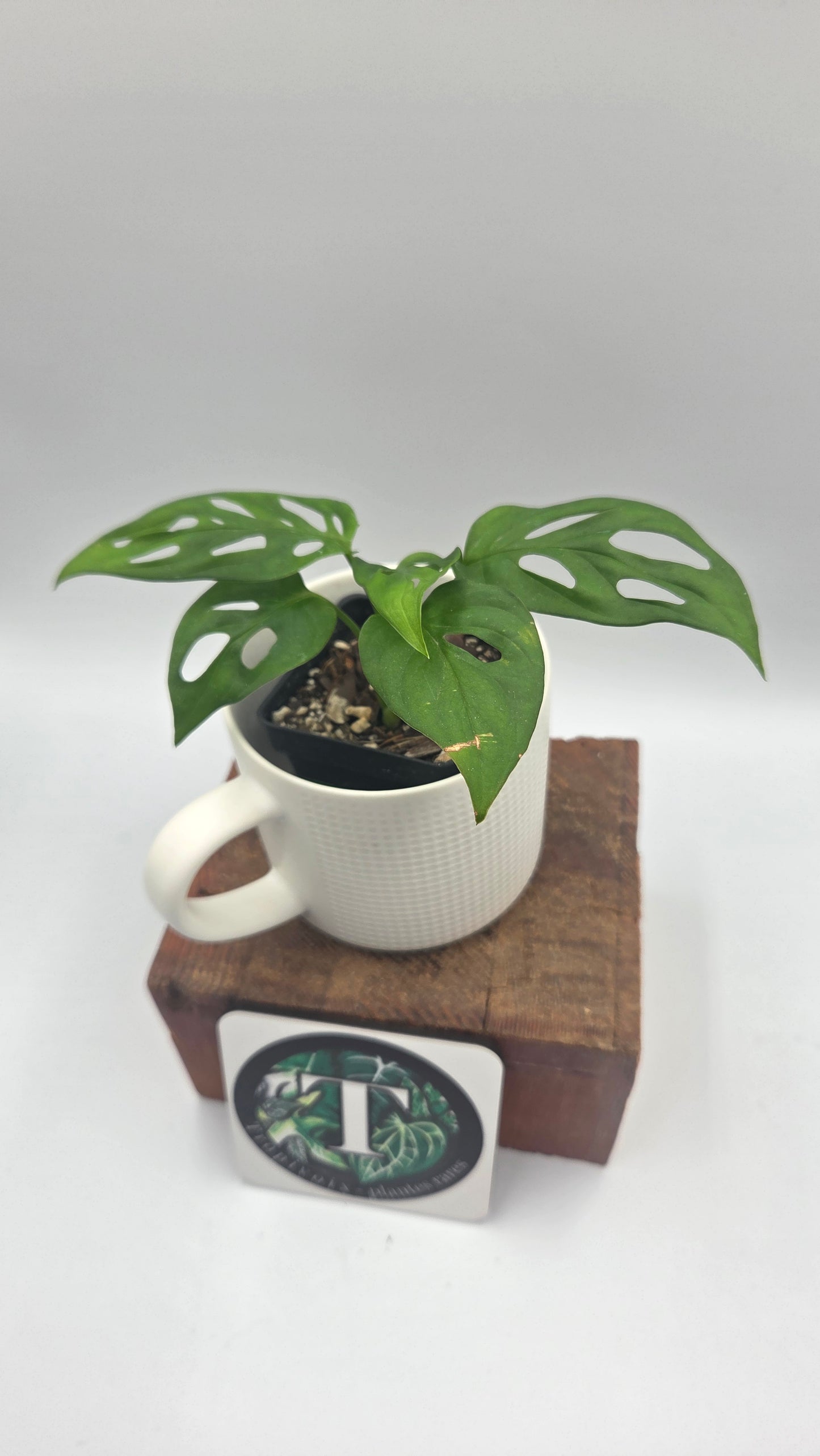 Monstera Obliqua aff La Bonita (MON-525)