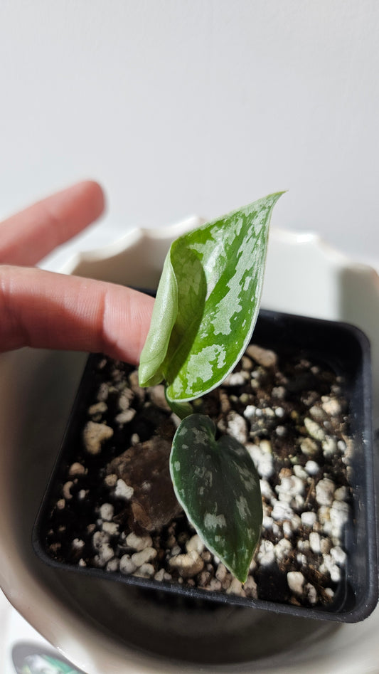 Scindapsus Dark Tricolore (SCI-1040)