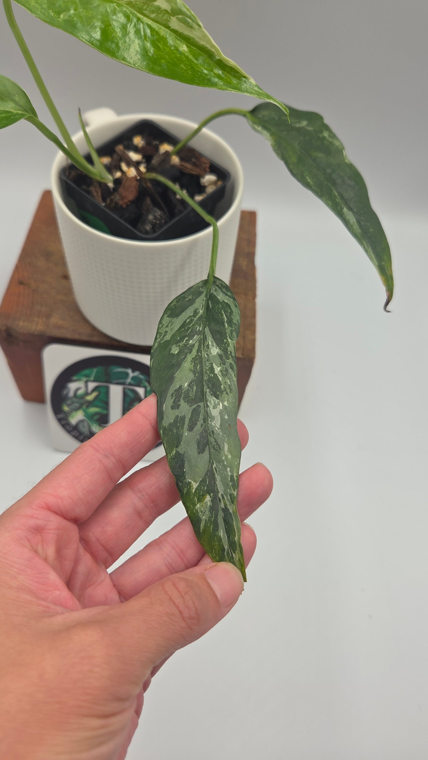 Epipremnum pinnatum Albo (EPI-249)