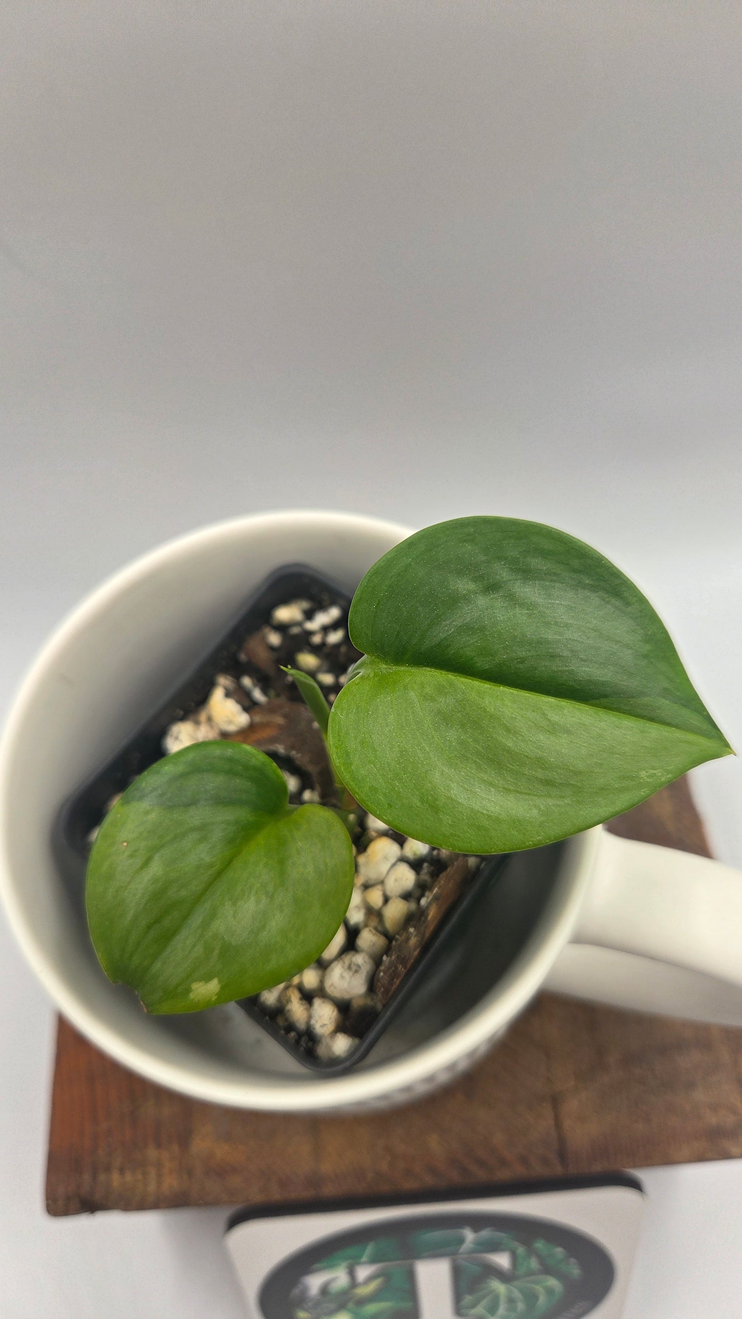 Scindapsus Treubii Bornéo "Green on green" (SCI-1469)