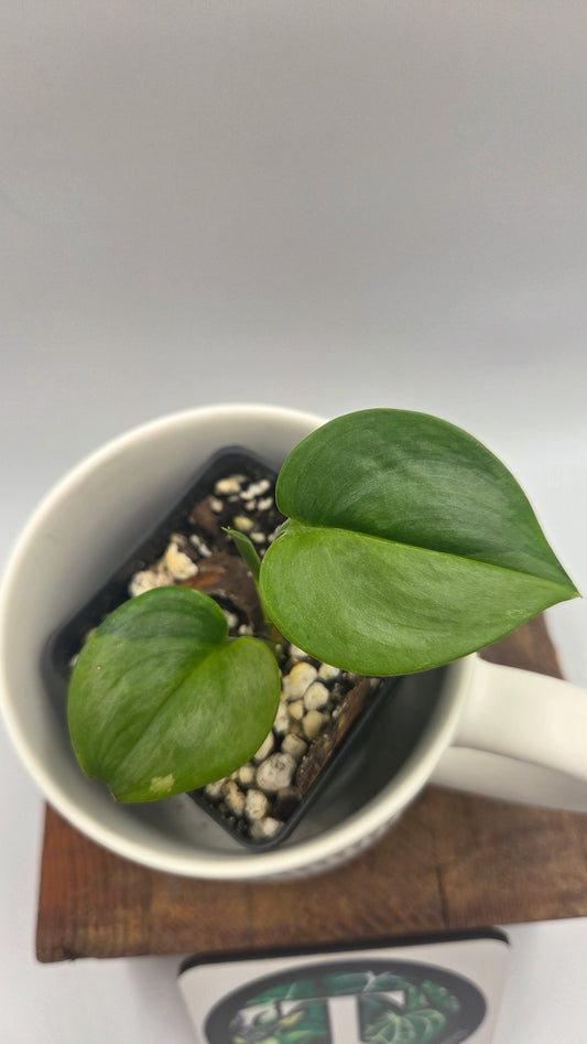 Scindapsus Treubii Bornéo "Green on green" (SCI-1469)