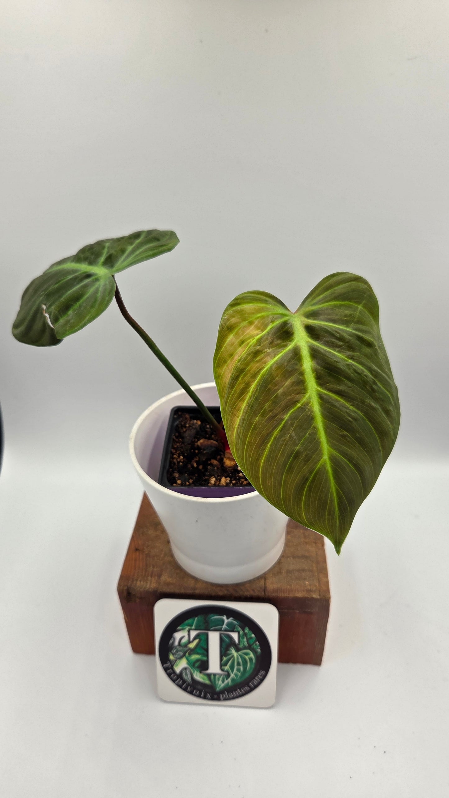 Philodendron Luxurians Choco Red (PHI-750)