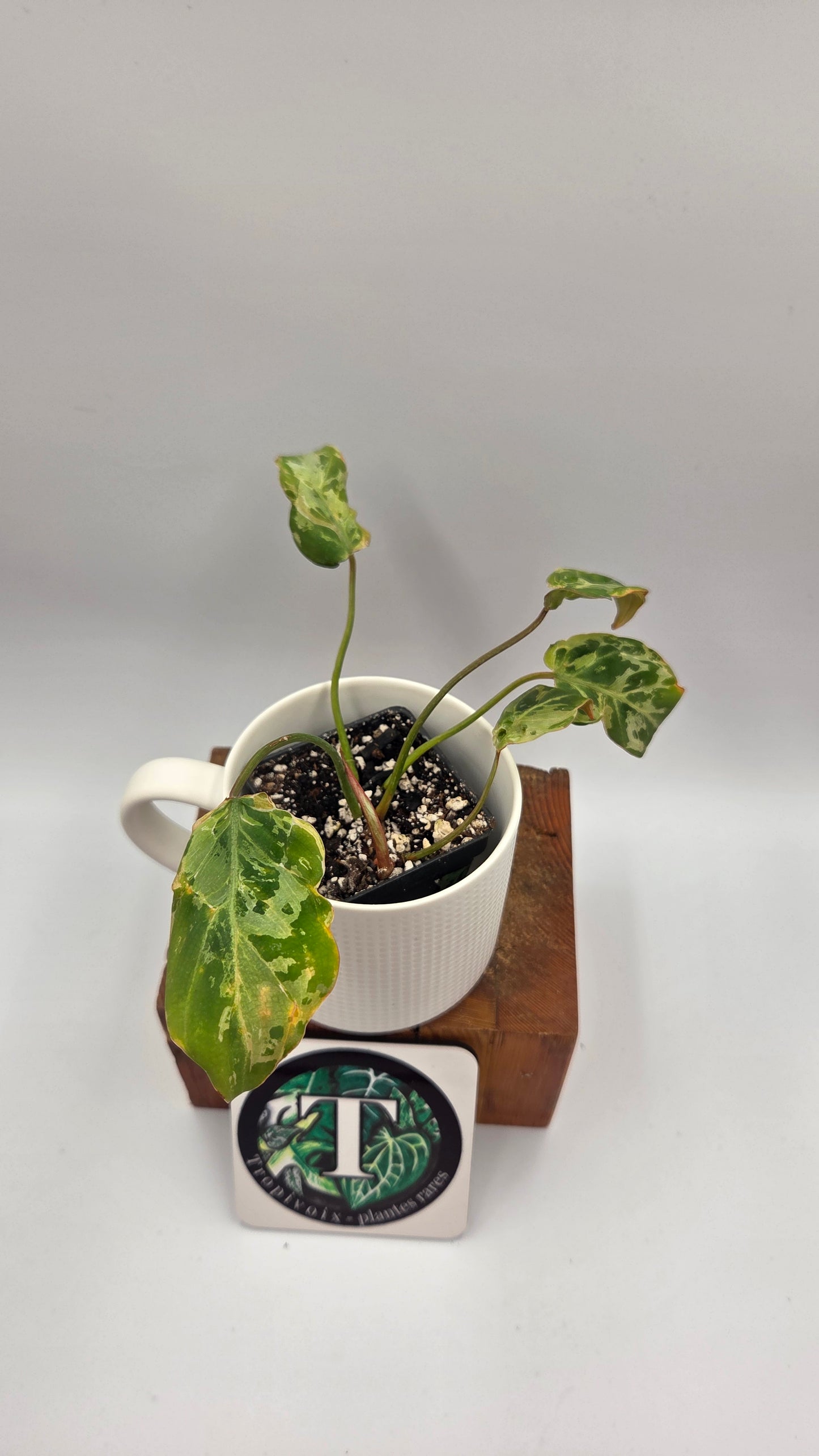 Philodendron Gloriosum "Snow leopard" (PHI-1026)