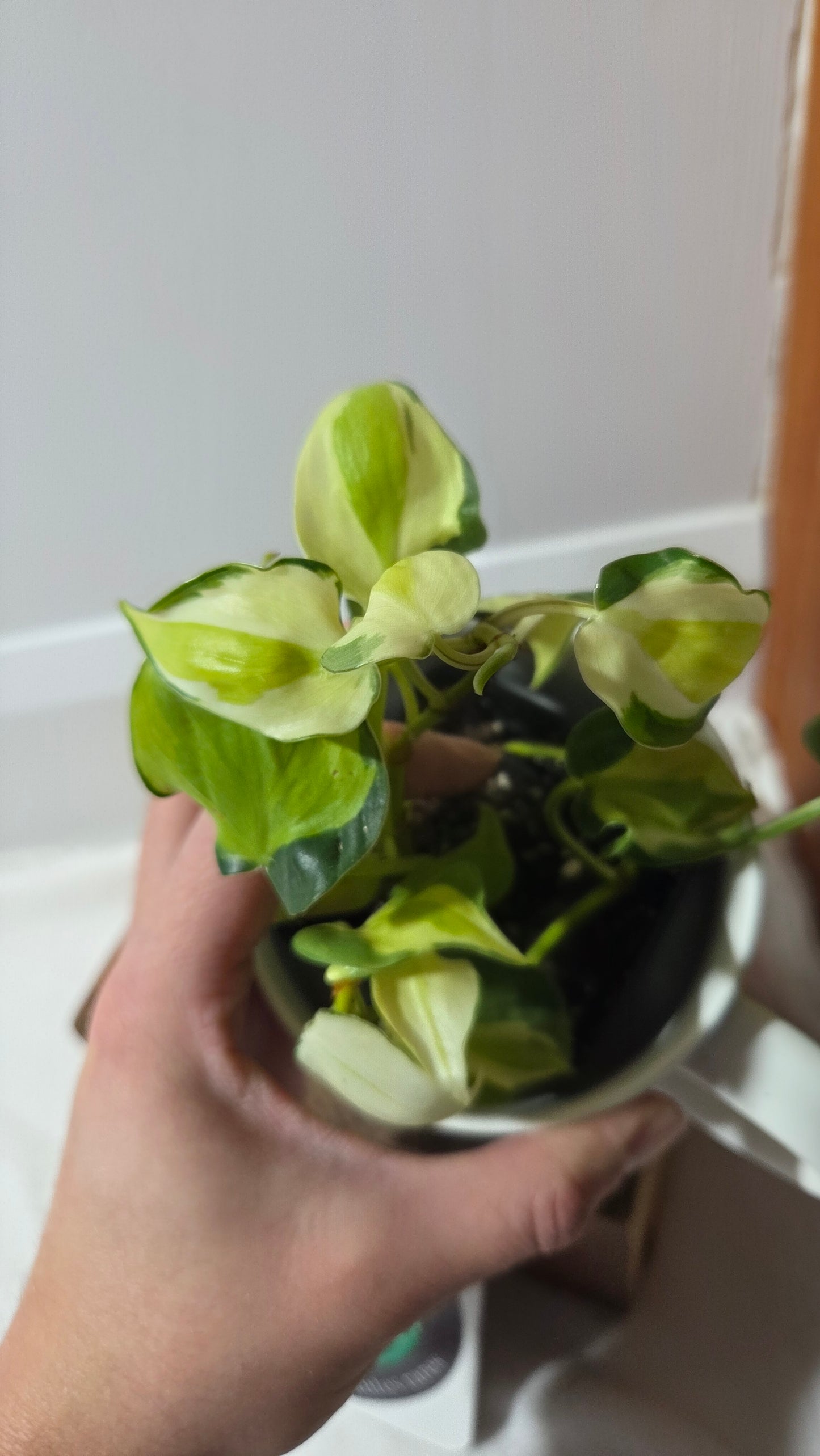 Philodendron Hederaceum Cream Splash (PHI-988)