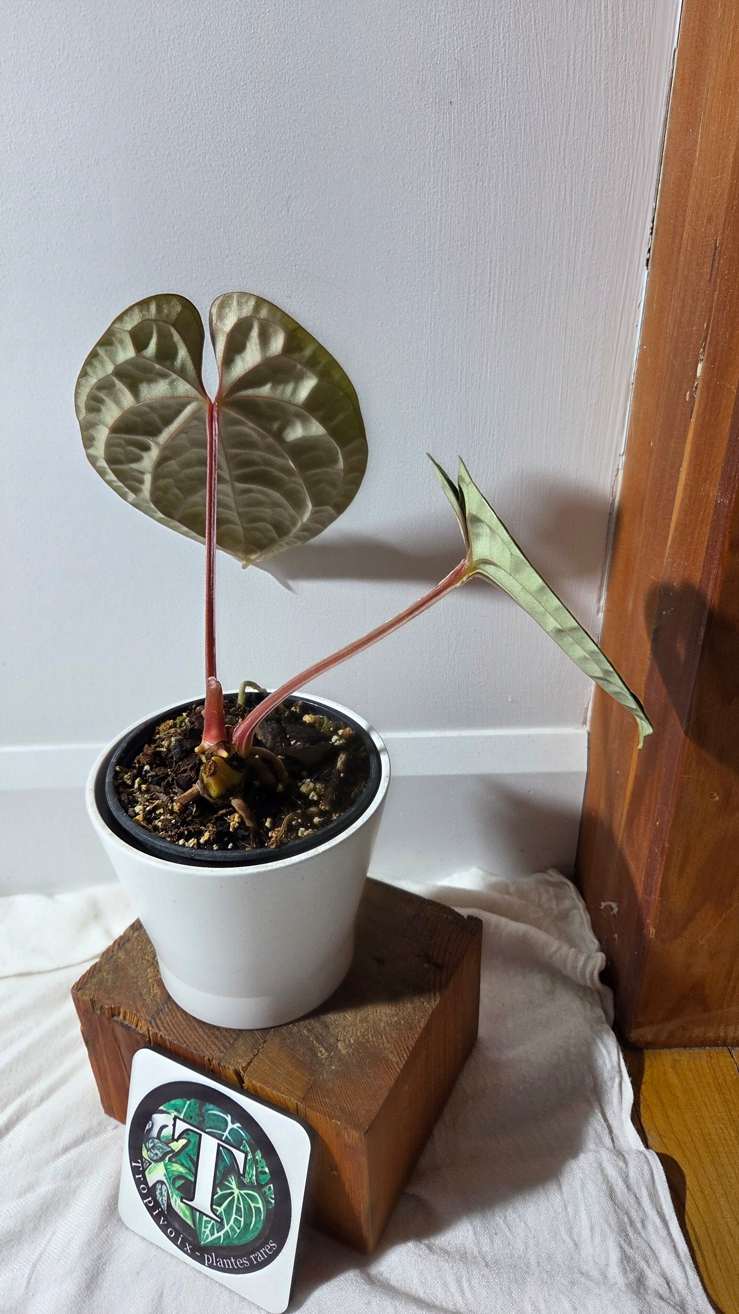 Anthurium Luxurian Velvet Special "LARGE format" (ANT-131)