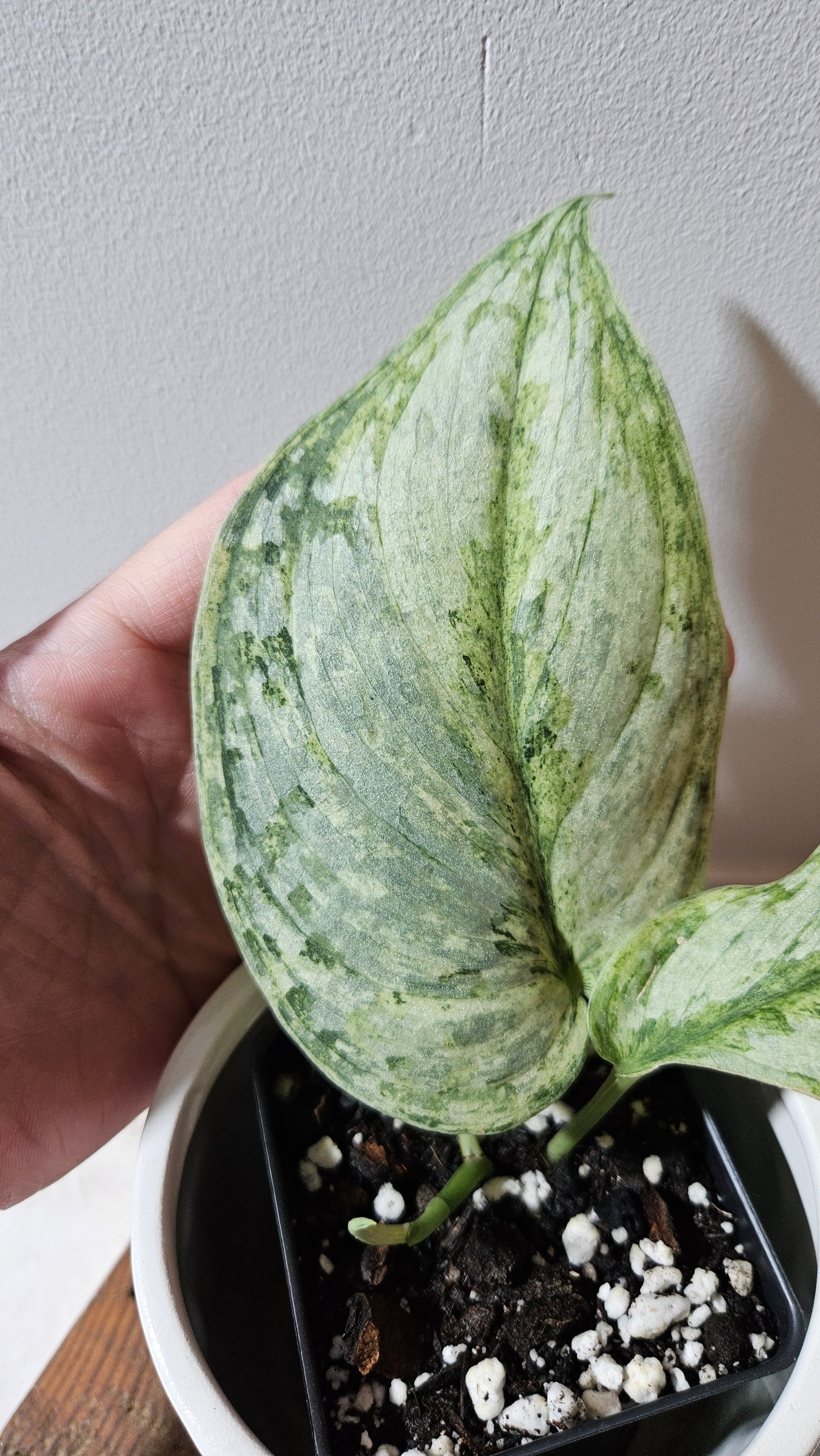 Scindapsus Peasun (SCI-1060)