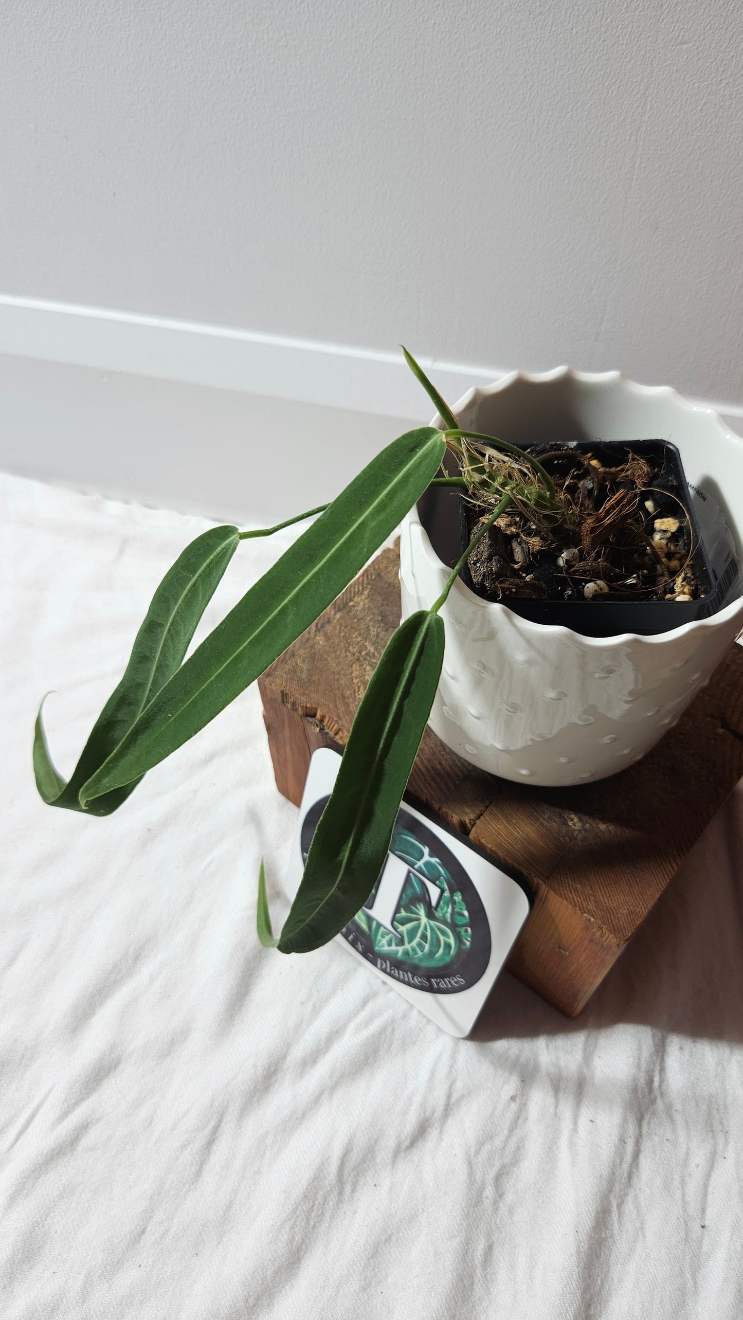 Anthurium Pallidiflorum "format PETIT/MOYEN"(ANT-599)