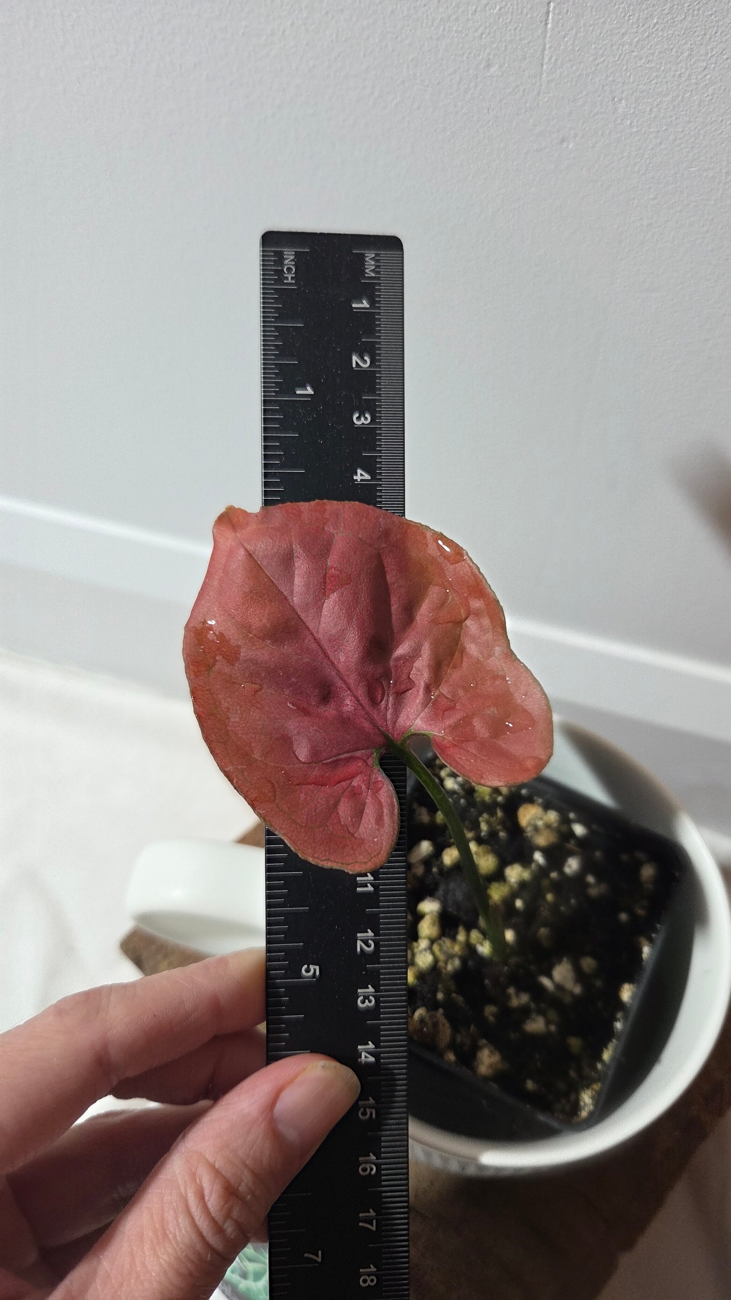 Syngonium Orm Nak Red (SYN-495)
