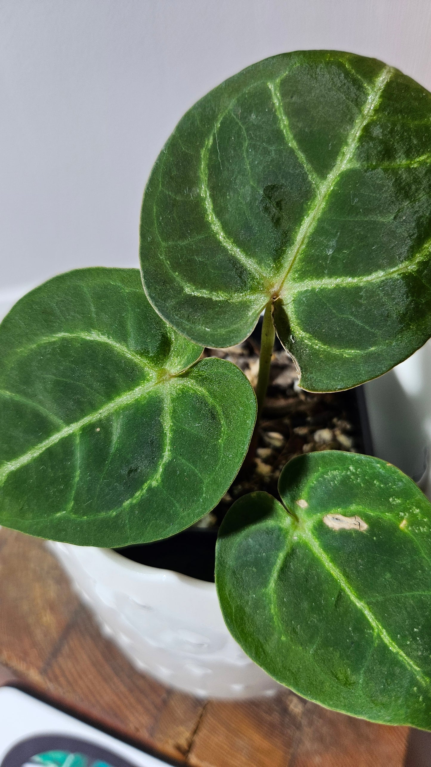 Anthurium Hoffmanii Red Sinus X Silver Hope (ANT-273)