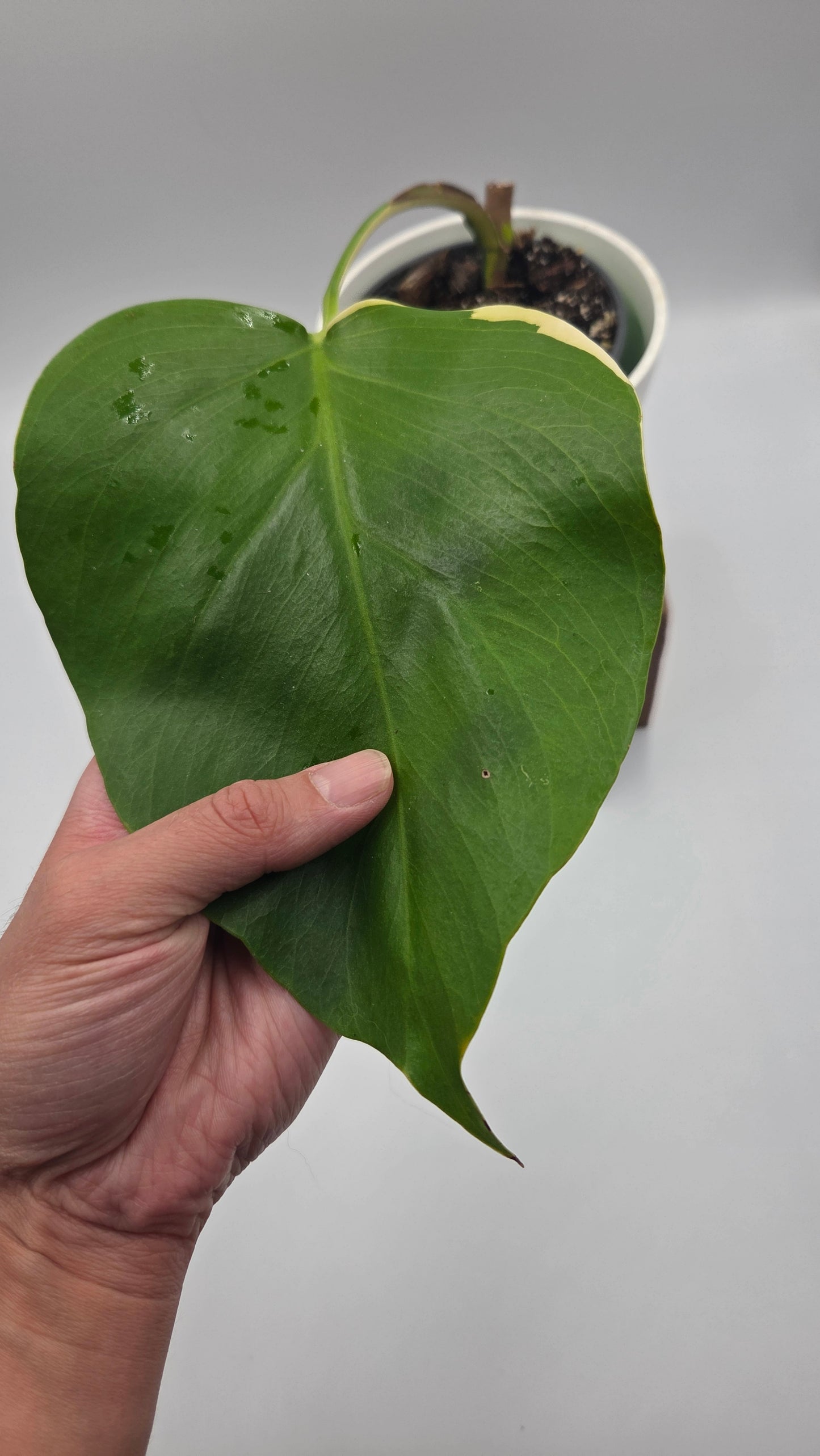 Monstera Aurea (MON-390)