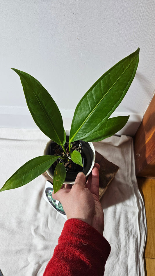 Anthurium Macphersonii "format MOYEN" (ANT-409)