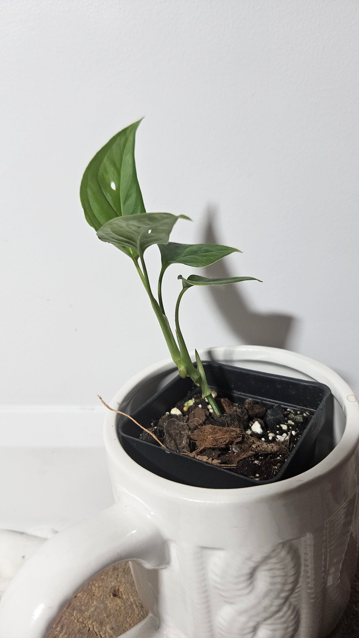 Monstera Obliqua Aff Tamarindo (MON-245)