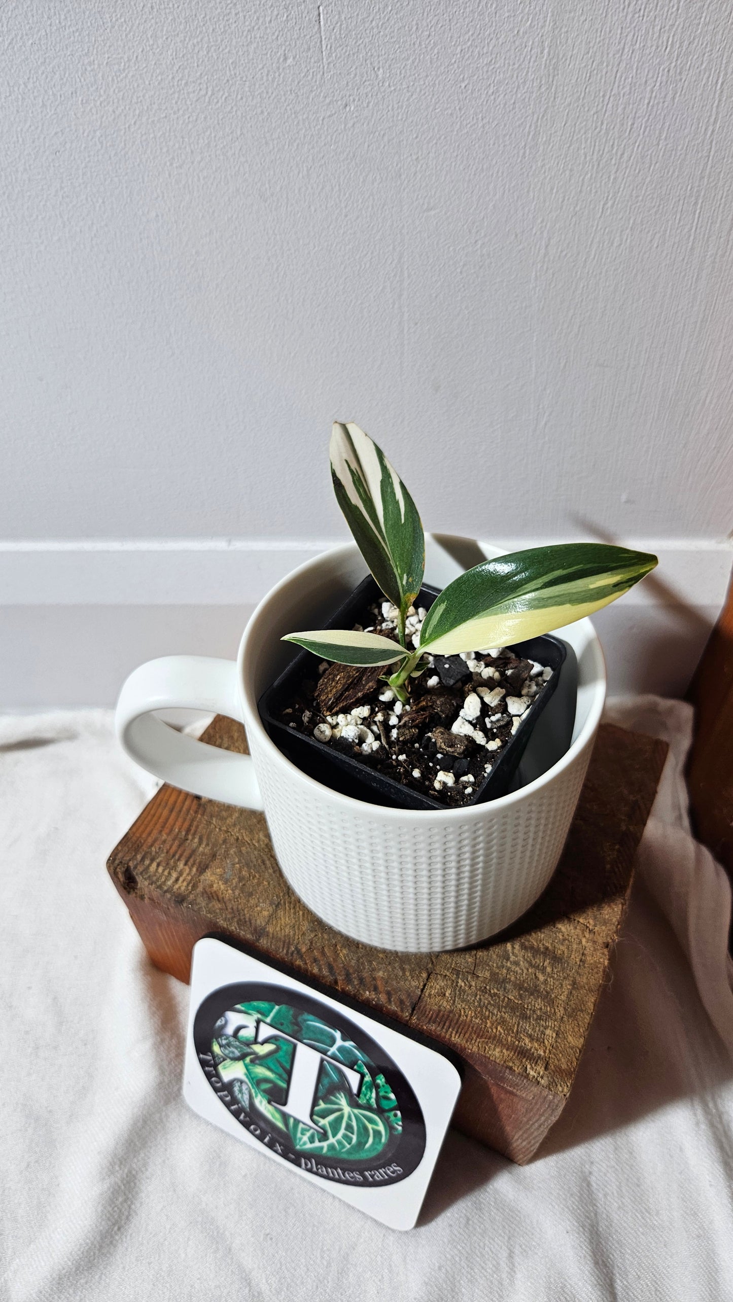 Scindapsus Hederaceus Blue Albo (SCI-1341)