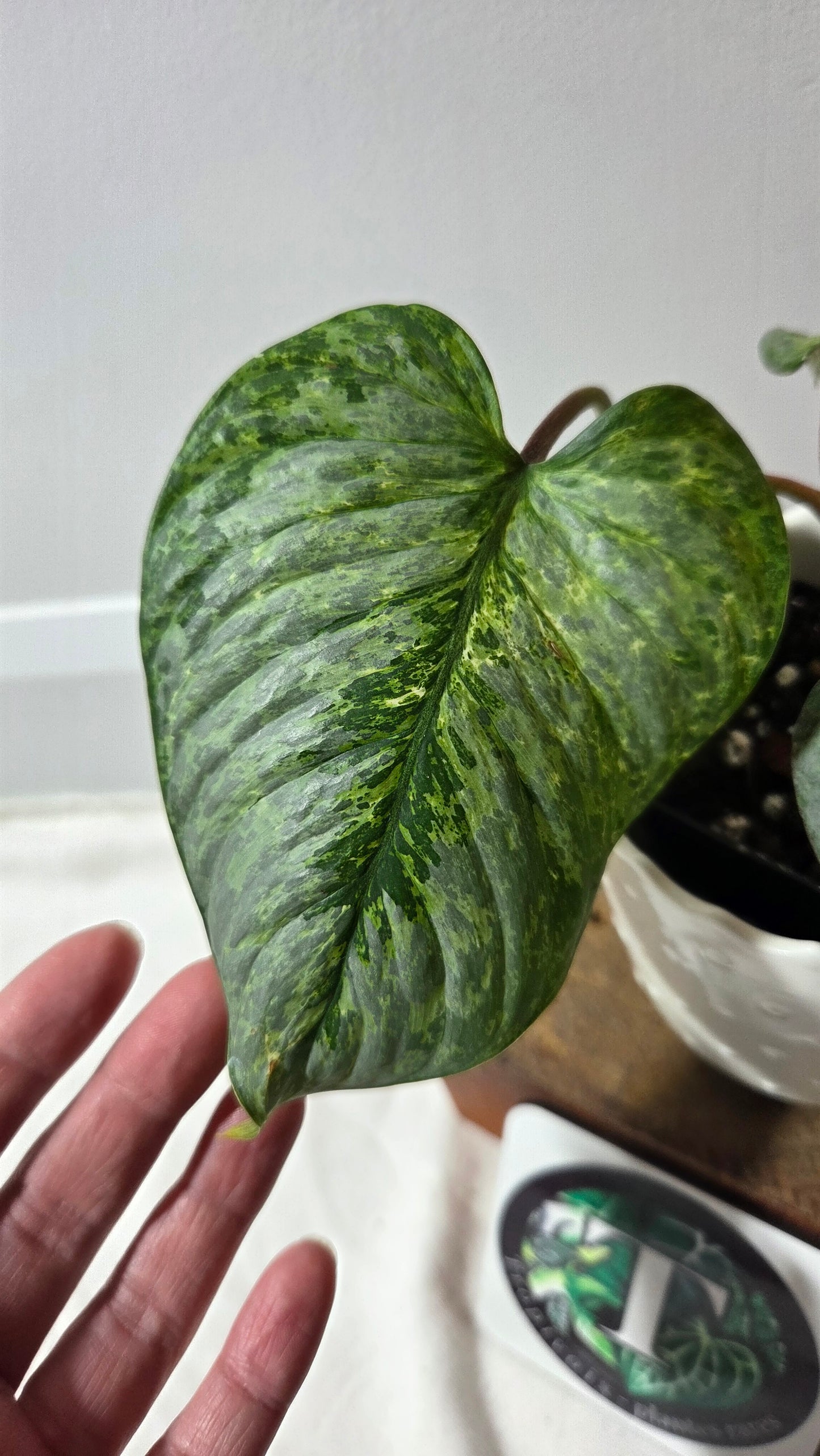 Philodendron Sodiroi Variegata (PHI-985)