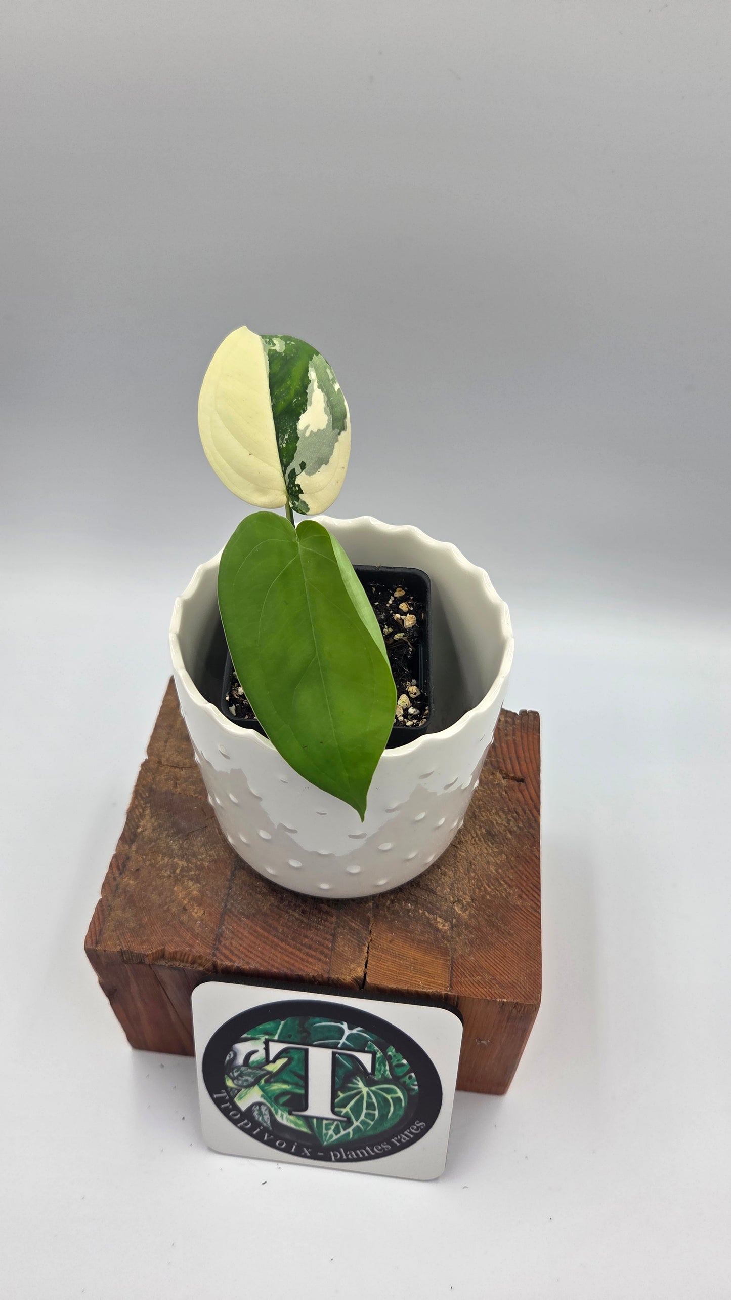 Syngonium Chiapense Albo (SYN-458)