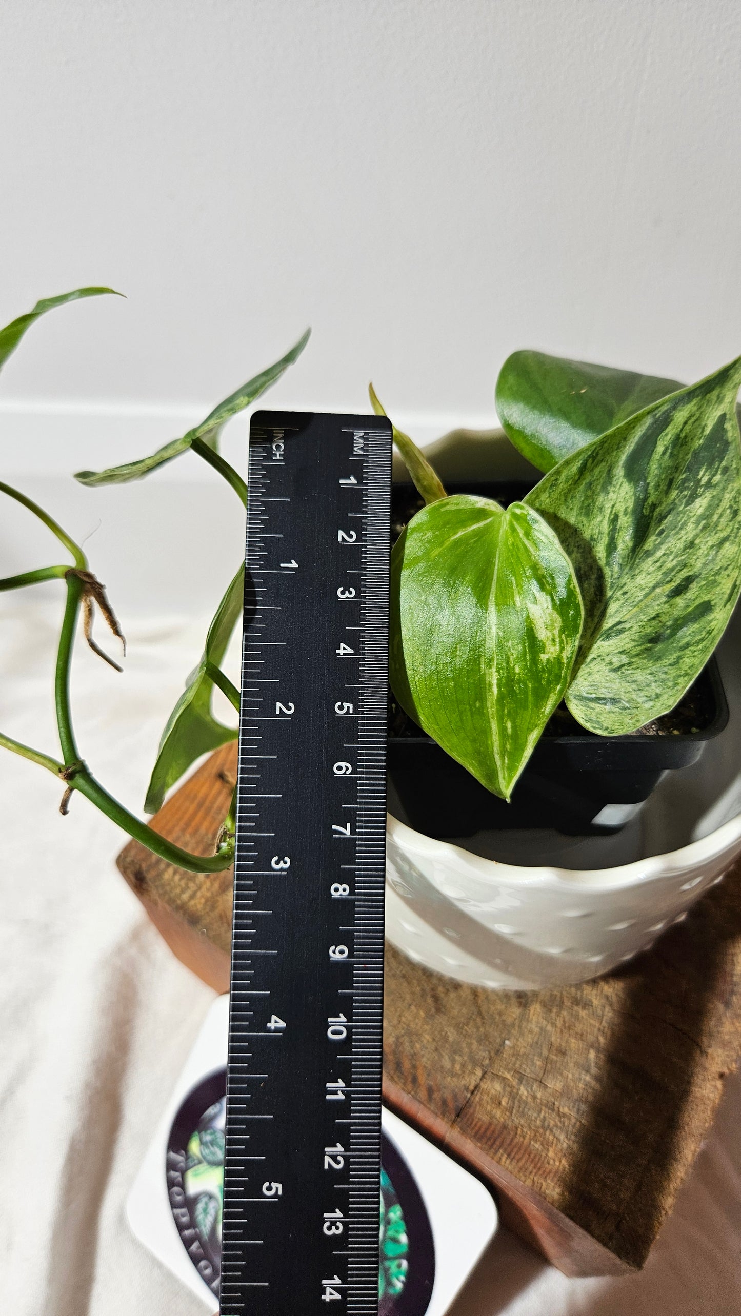 Philodendron Hederaceum Variegata (PHI-558)